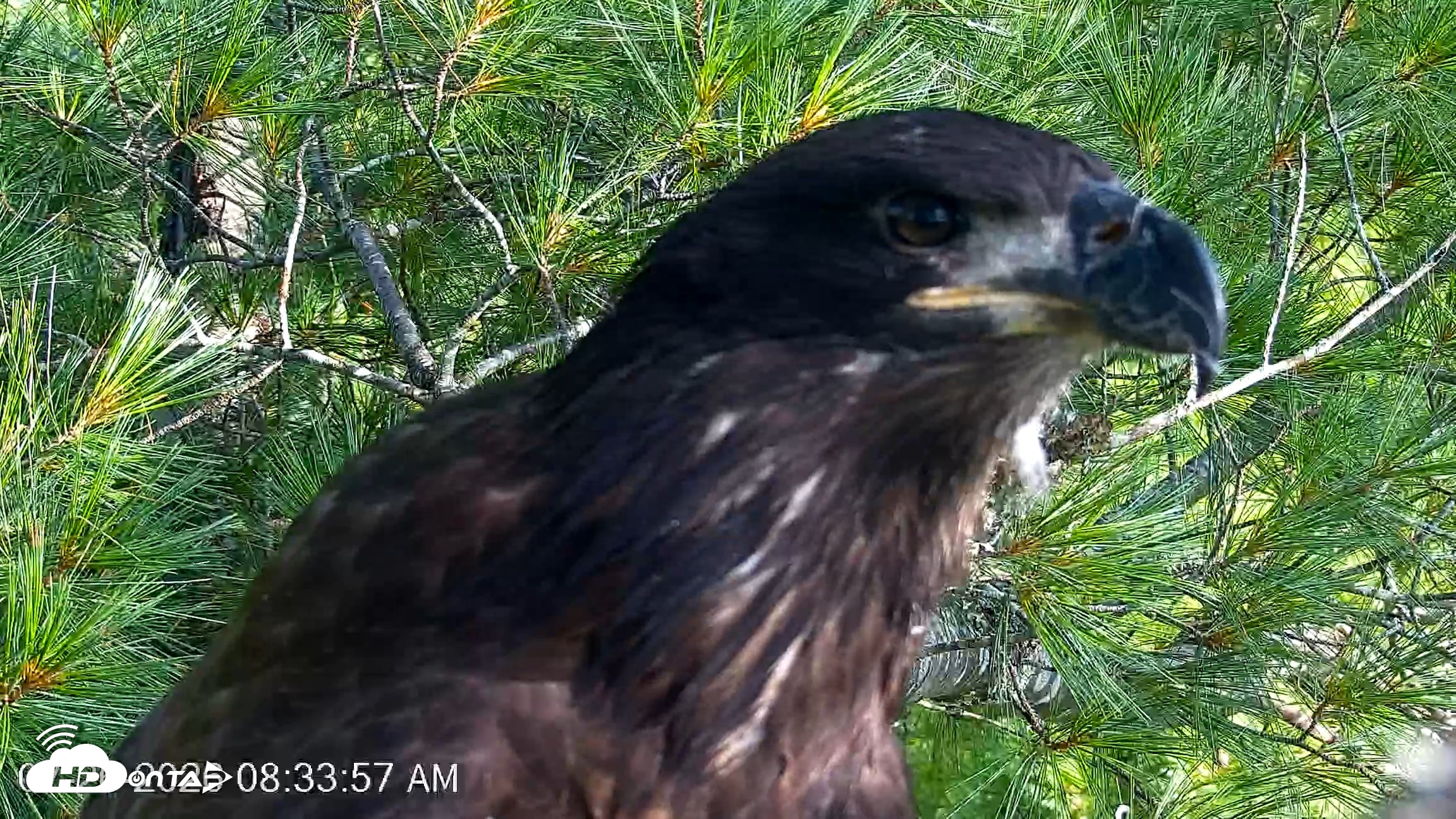 Snapshot of VINS Bald Eagles Nest Live Cams taken Jul 26, 2026, 8:34am EDT