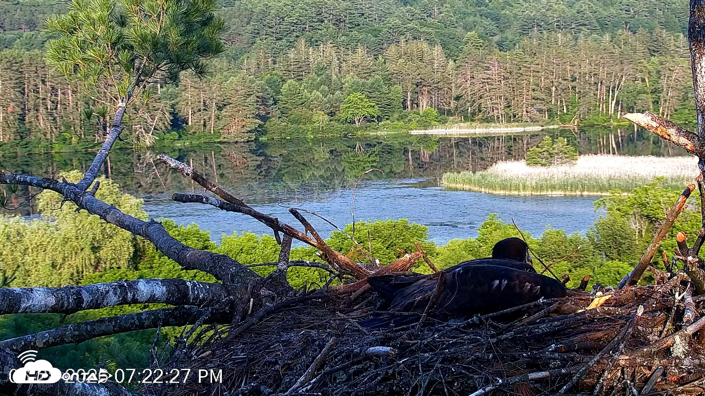 Snapshot of VINS Bald Eagles Nest Live Cams taken Jun 28, 2026, 7:23pm EDT