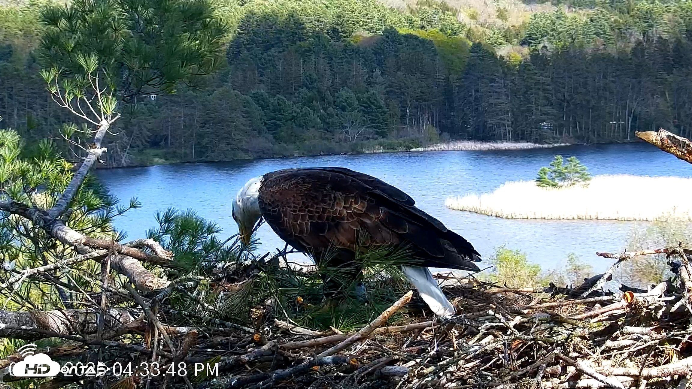 Snapshot of VINS Bald Eagles Nest Live Cams taken May 12, 2026, 4:34pm EDT