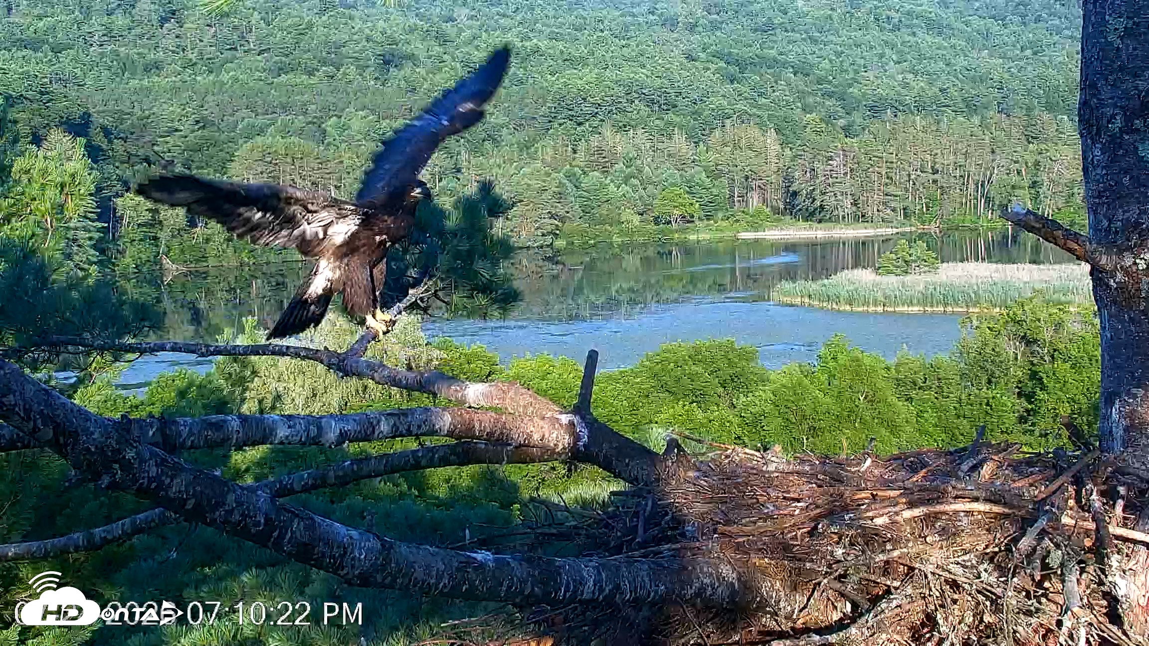 Snapshot of VINS Bald Eagles Nest Live Cams taken Jul 24, 2026, 7:10pm EDT