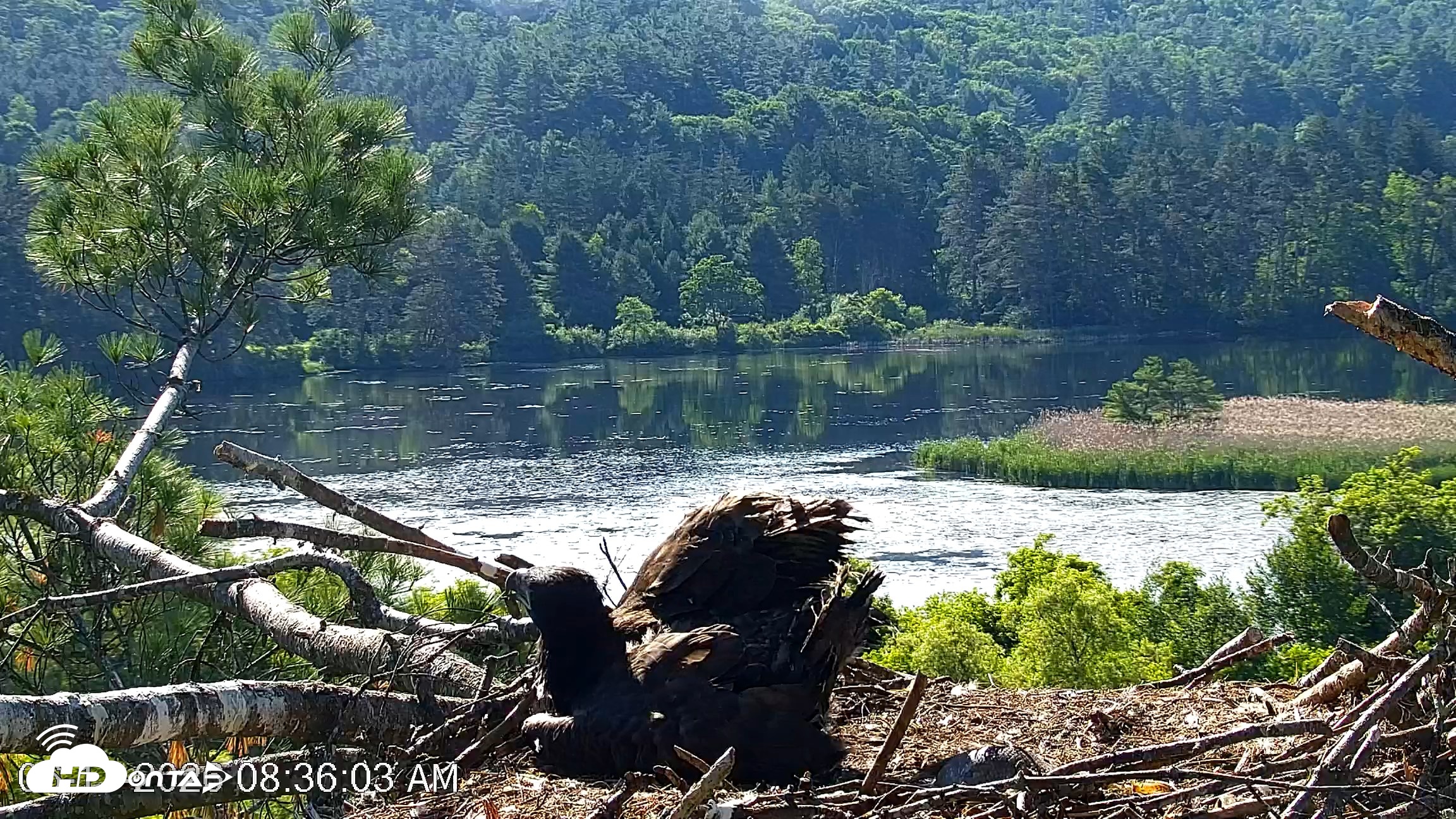 Snapshot of VINS Bald Eagles Nest Live Cams taken Jun 17, 2026, 8:37am EDT