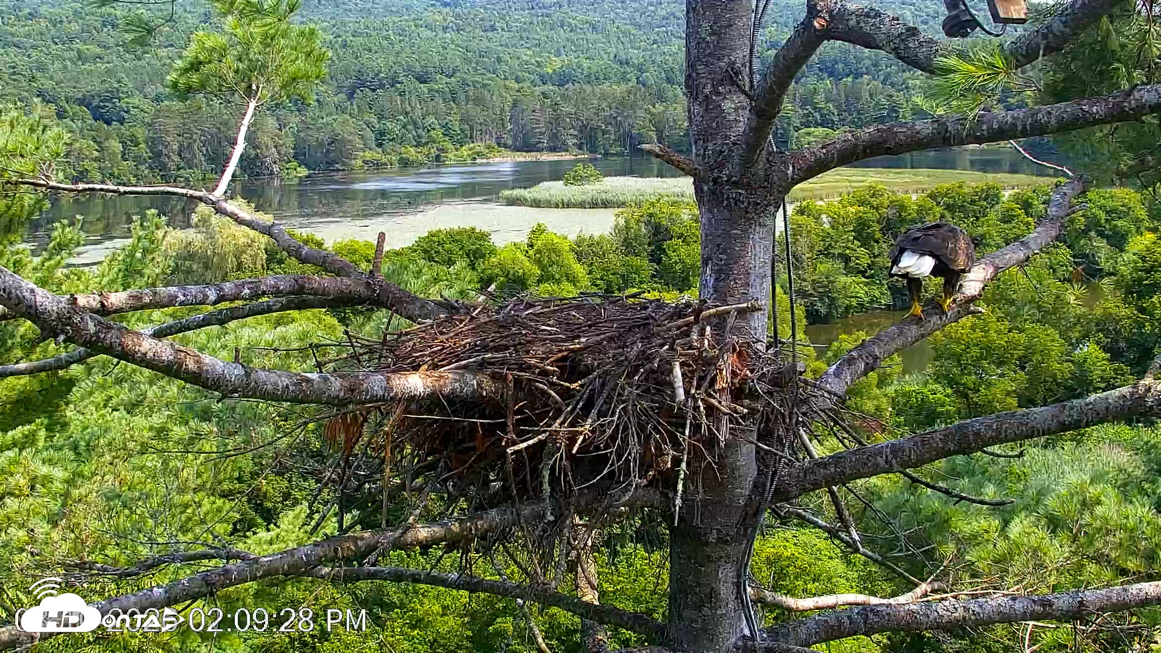 Snapshot of VINS Bald Eagles Nest Live Cams taken Aug 10, 2026, 2:10pm EDT