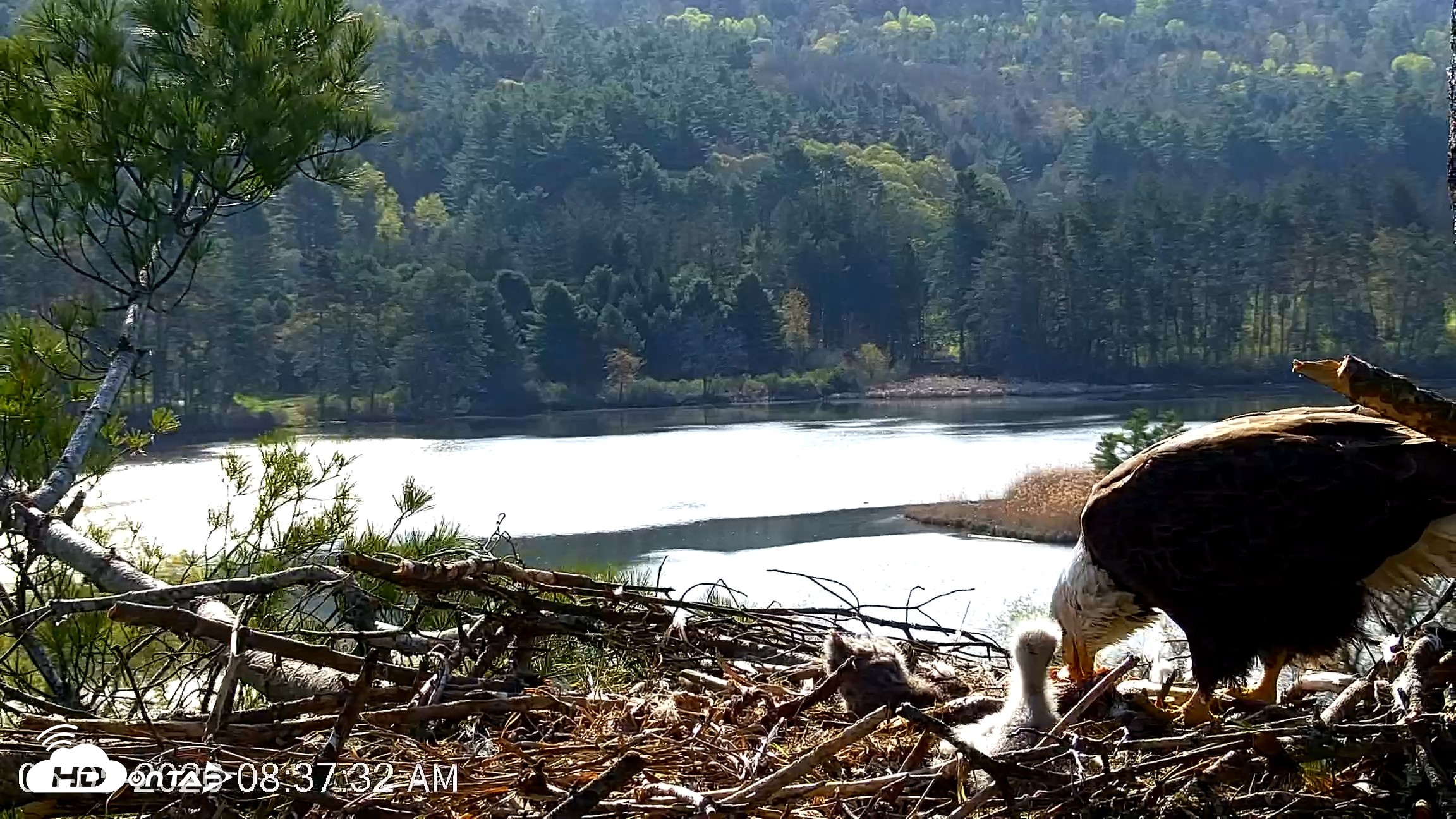 Snapshot of VINS Bald Eagles Nest Live Cams taken May 5, 2026, 8:38am EDT
