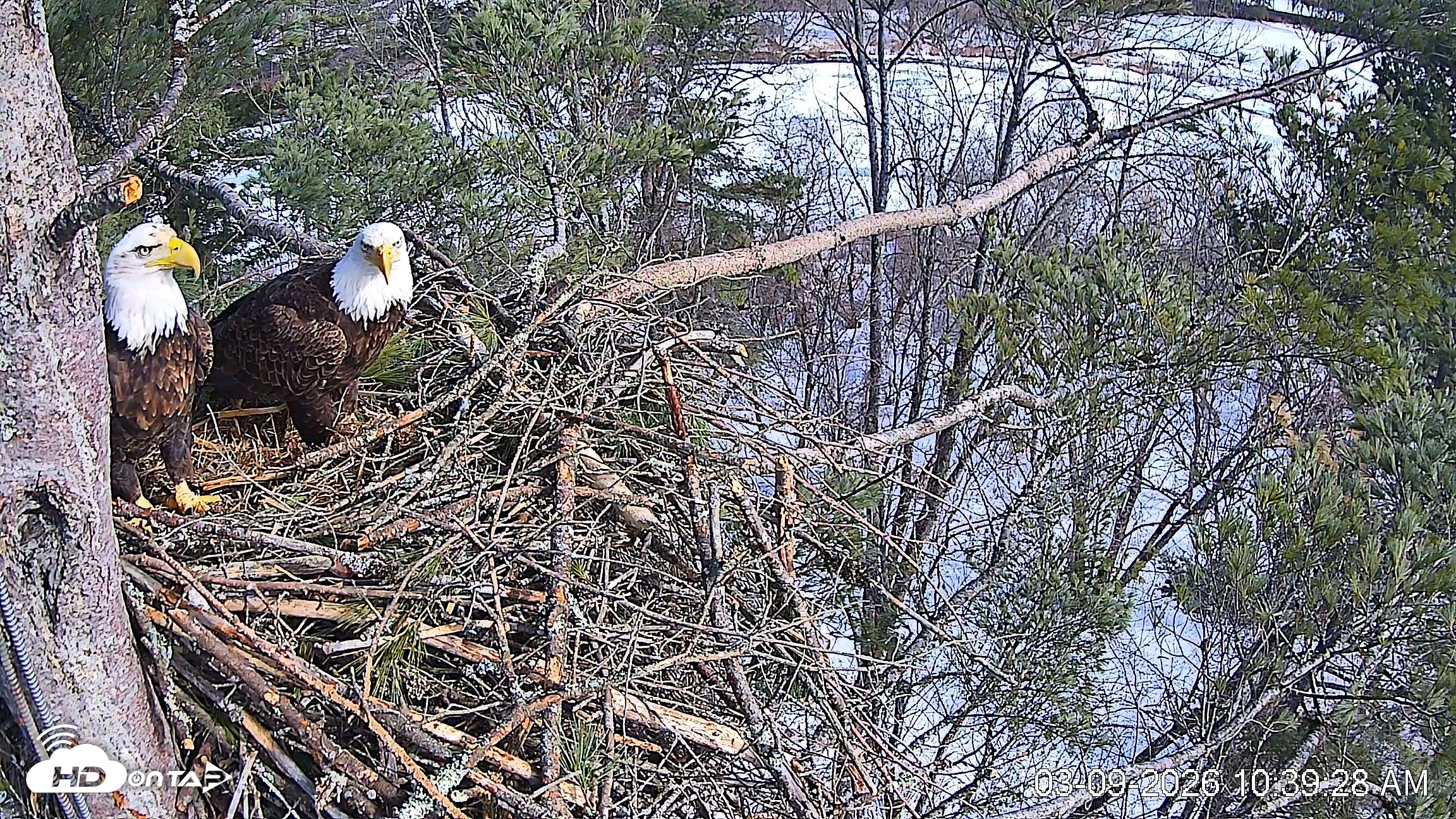 Snapshot of VINS Bald Eagles Nest Live Cams taken Mar 9, 2026, 10:40am EDT
