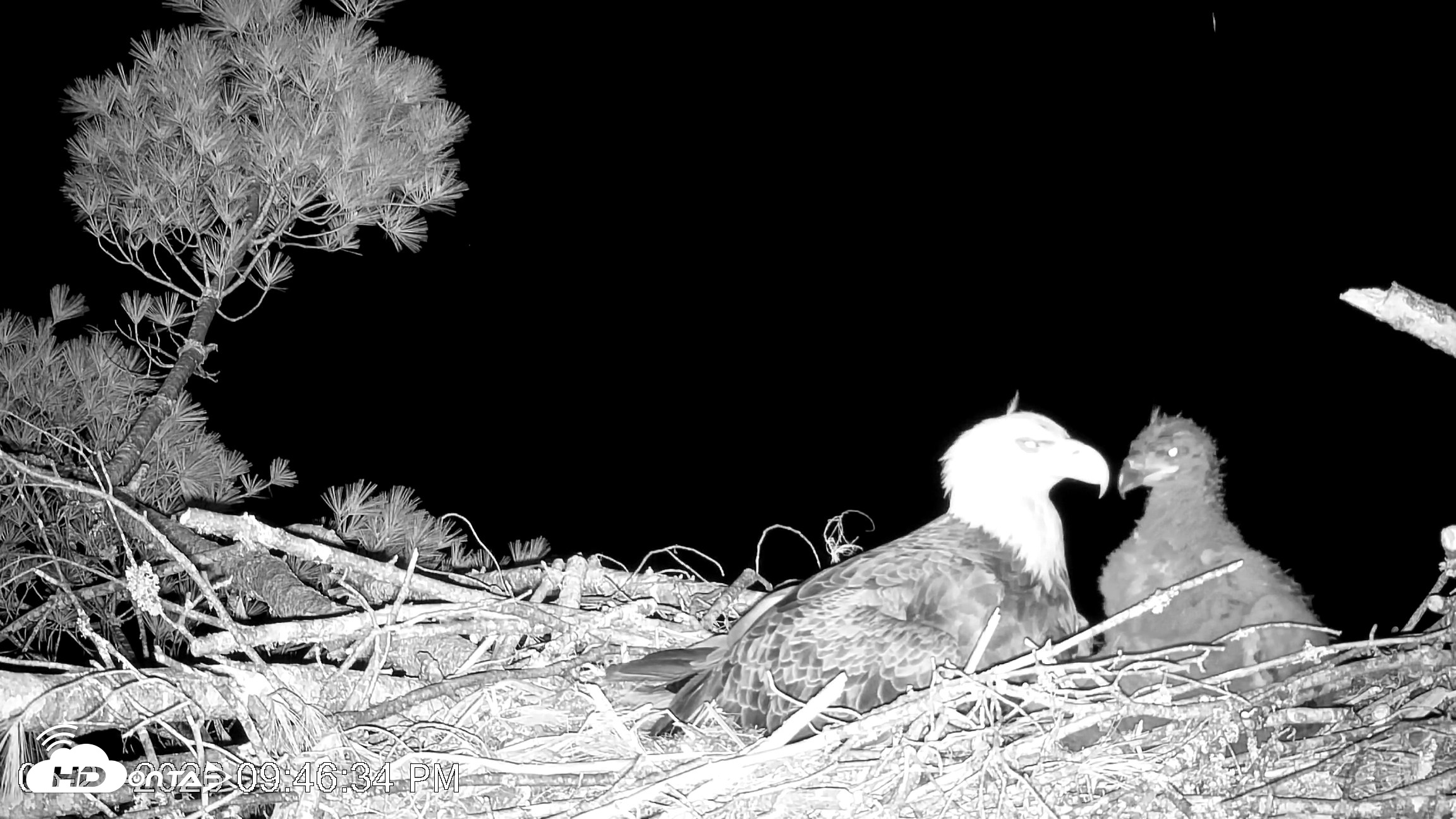 Snapshot of VINS Bald Eagles Nest Live Cams taken May 27, 2026, 9:47pm EDT