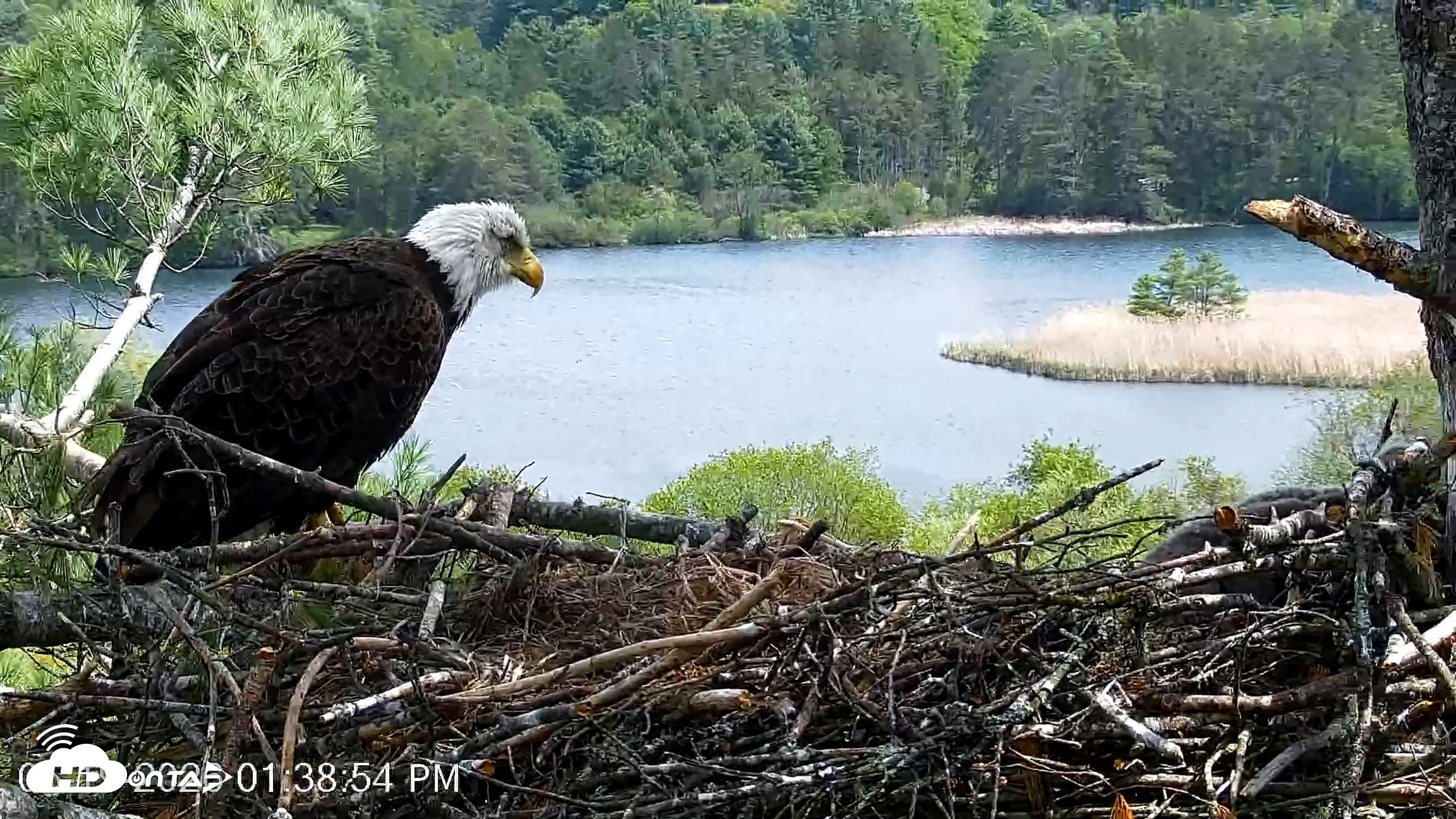Snapshot of VINS Bald Eagles Nest Live Cams taken May 19, 2026, 1:40pm EDT