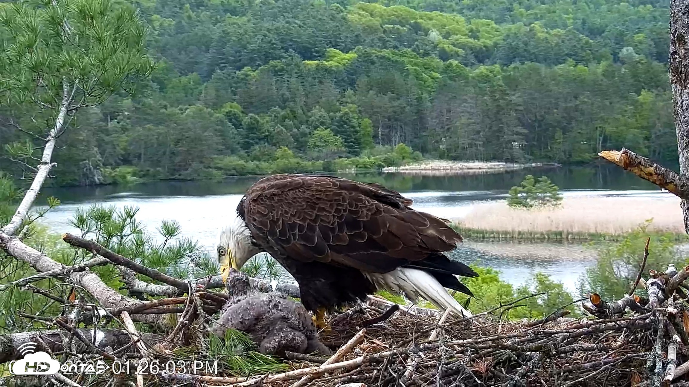 Snapshot of VINS Bald Eagles Nest Live Cams taken May 23, 2026, 1:26pm EDT