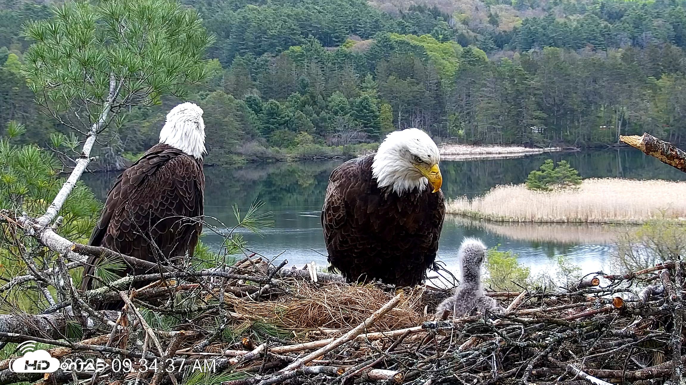 Snapshot of VINS Bald Eagles Nest Live Cams taken May 13, 2026, 9:35am EDT