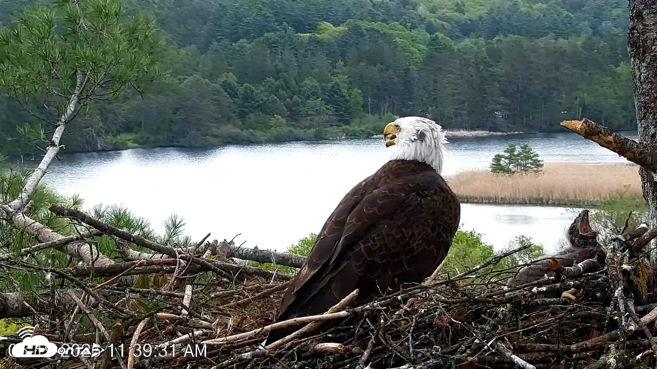 Snapshot of VINS Bald Eagles Nest Live Cams taken May 19, 2026, 11:40am EDT