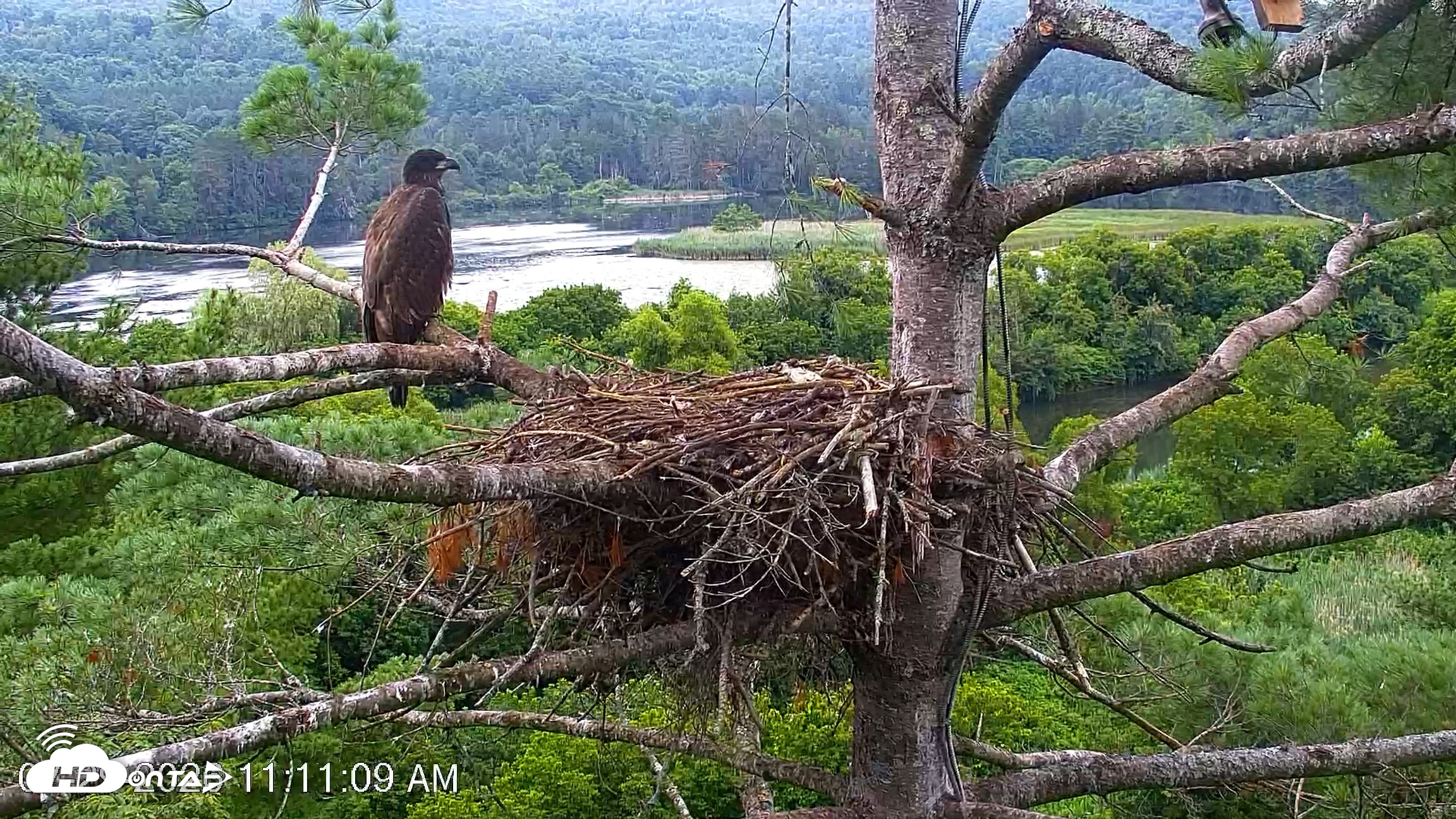 Snapshot of VINS Bald Eagles Nest Live Cams taken Jul 29, 2026, 11:11am EDT