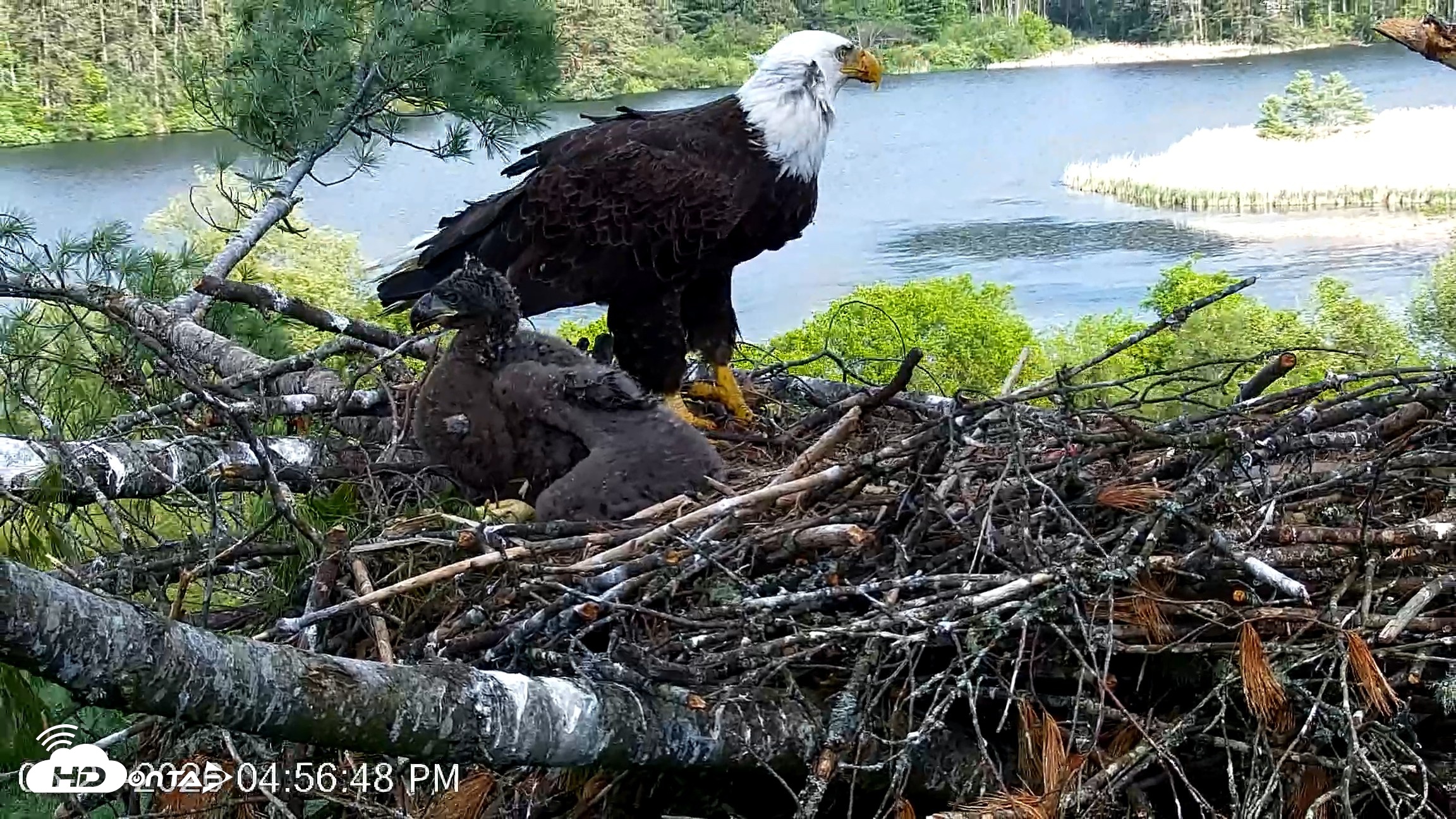 Snapshot of VINS Bald Eagles Nest Live Cams taken May 27, 2026, 4:57pm EDT