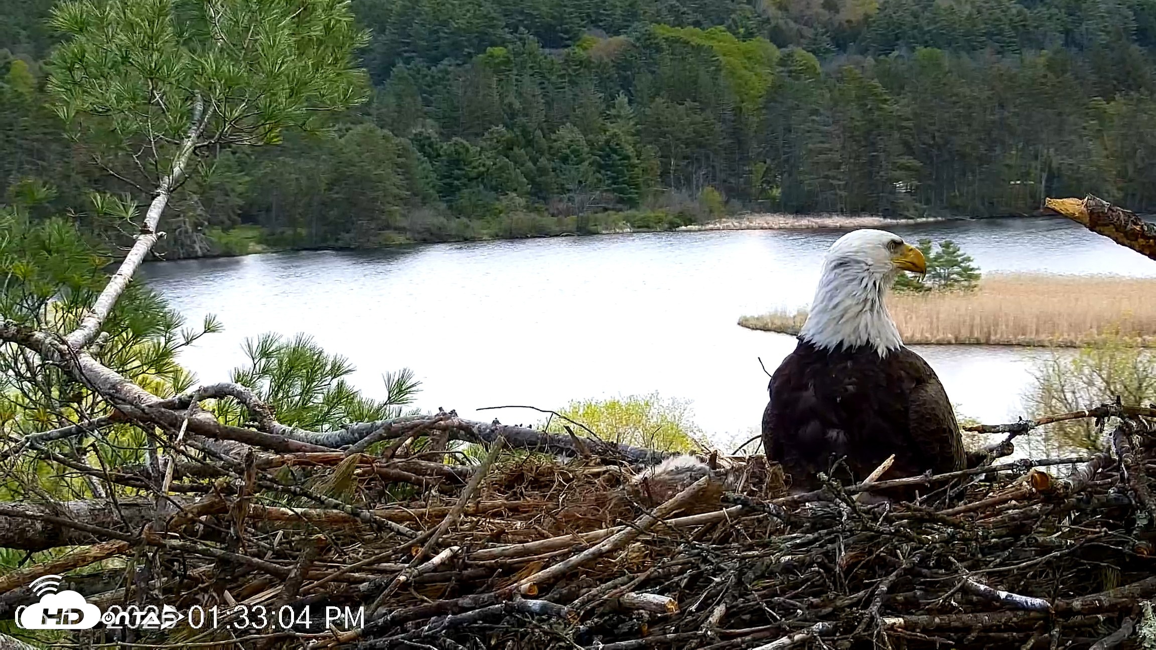 Snapshot of VINS Bald Eagles Nest Live Cams taken May 11, 2026, 1:34pm EDT