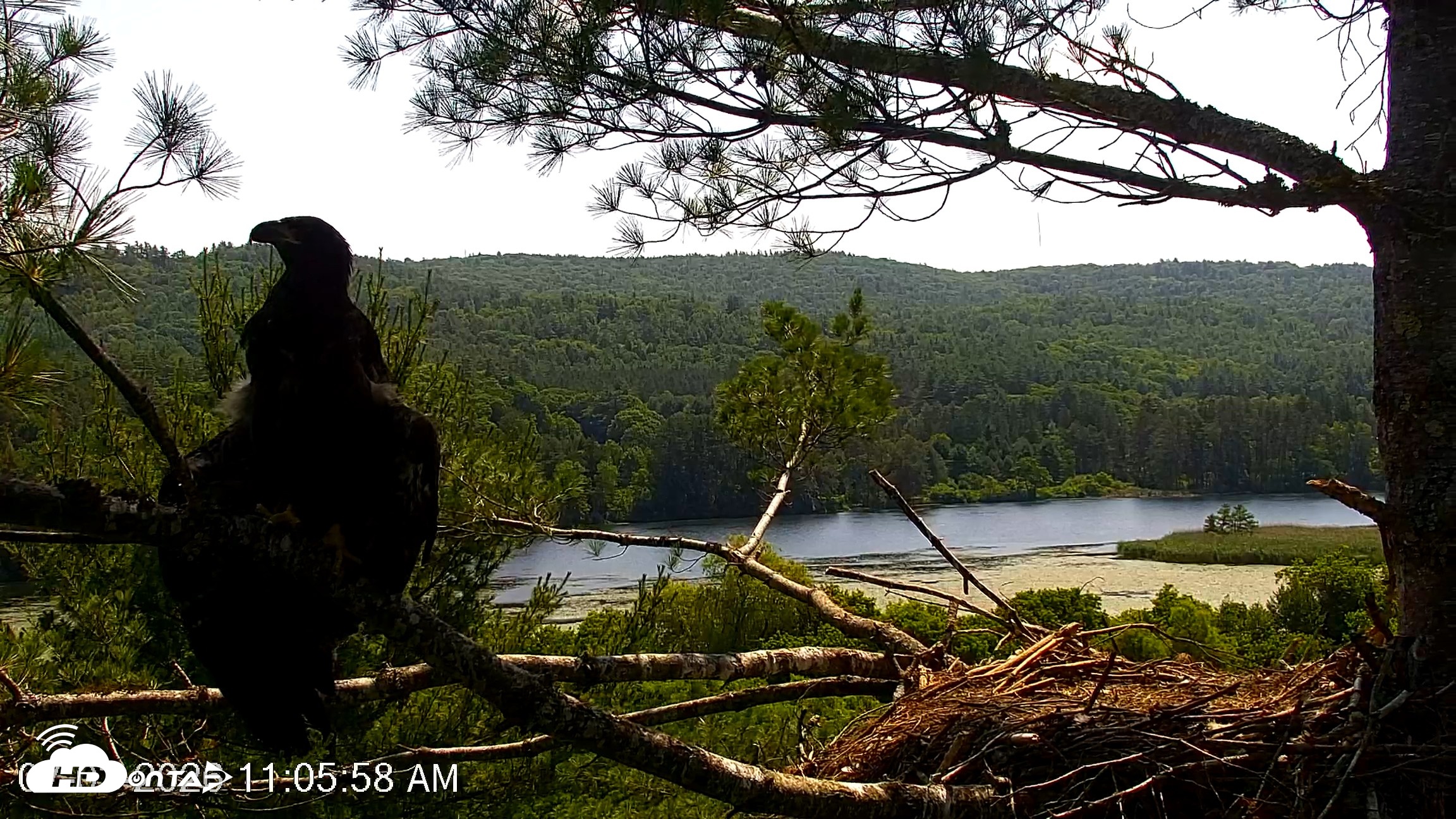 Snapshot of VINS Bald Eagles Nest Live Cams taken Jul 3, 2026, 11:06am EDT