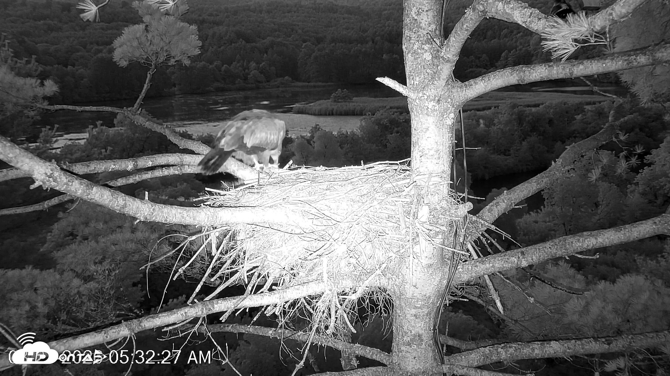 Snapshot of VINS Bald Eagles Nest Live Cams taken Aug 21, 2026, 5:33am EDT