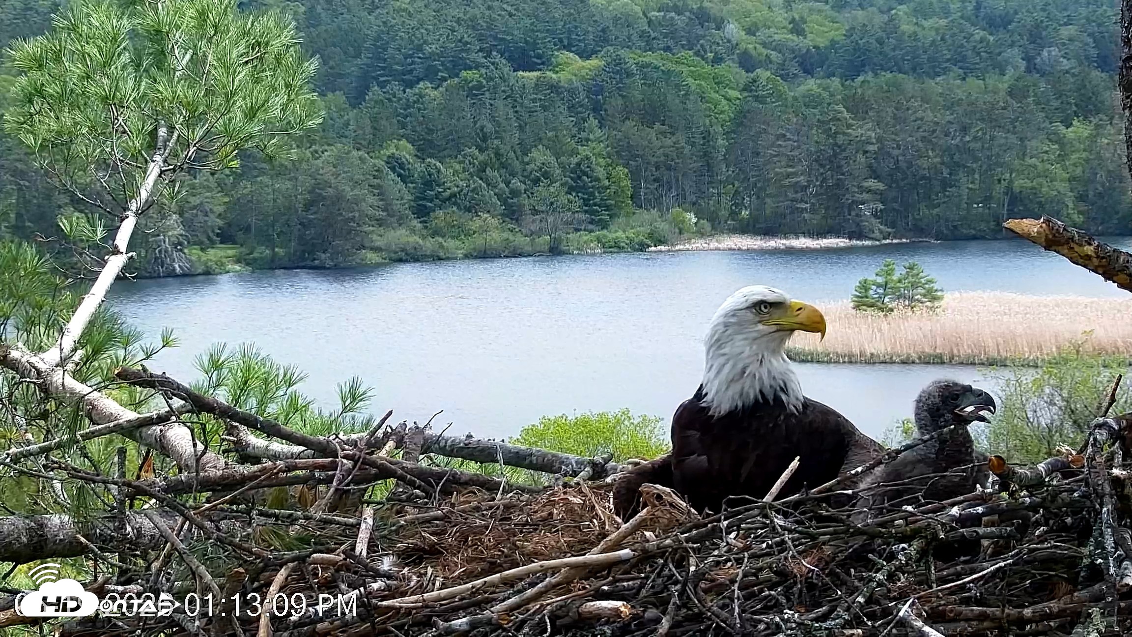 Snapshot of VINS Bald Eagles Nest Live Cams taken May 19, 2026, 1:13pm EDT