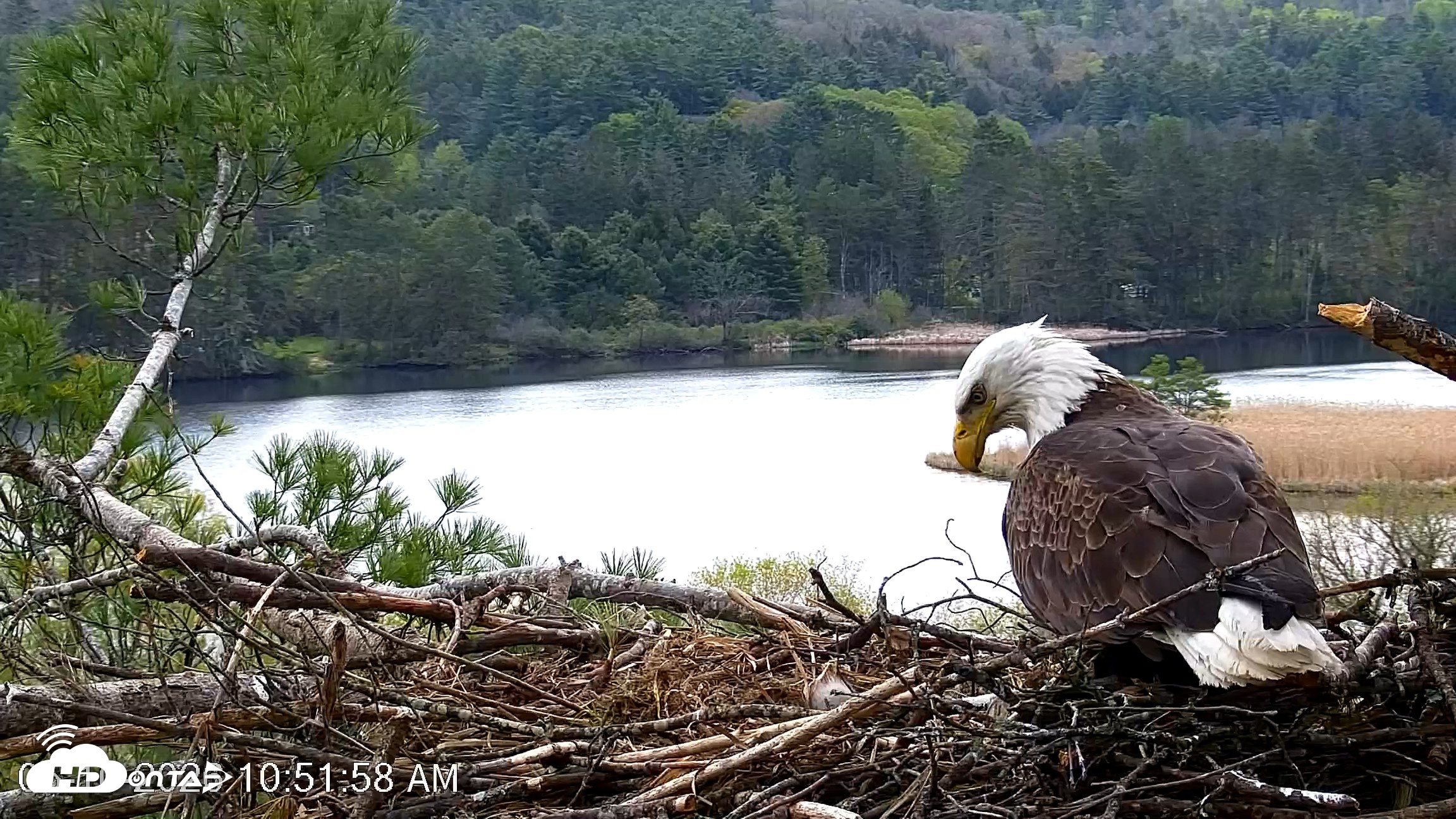 Snapshot of VINS Bald Eagles Nest Live Cams taken May 10, 2026, 10:52am EDT