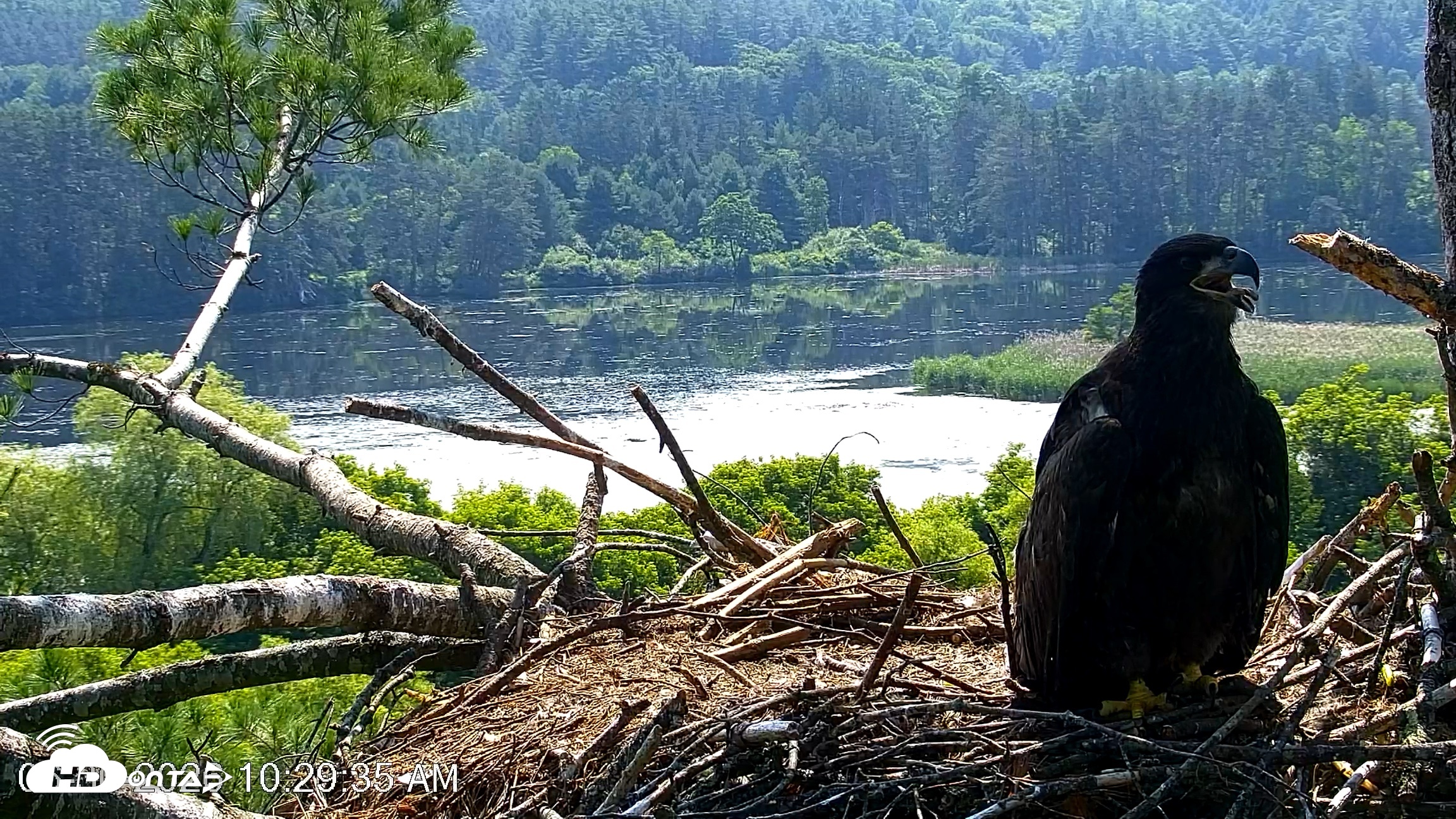 Snapshot of VINS Bald Eagles Nest Live Cams taken Jun 30, 2026, 10:30am EDT