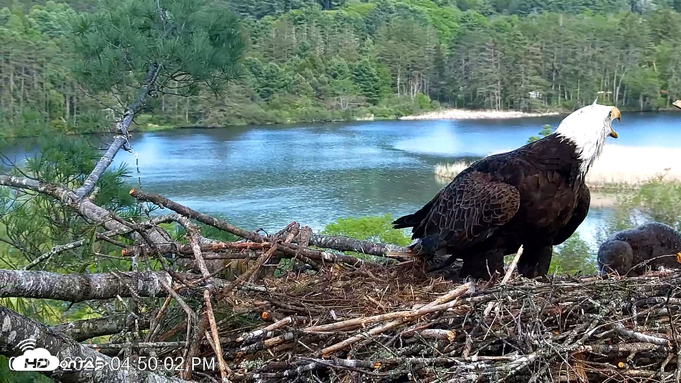 Snapshot of VINS Bald Eagles Nest Live Cams taken May 20, 2026, 4:50pm EDT