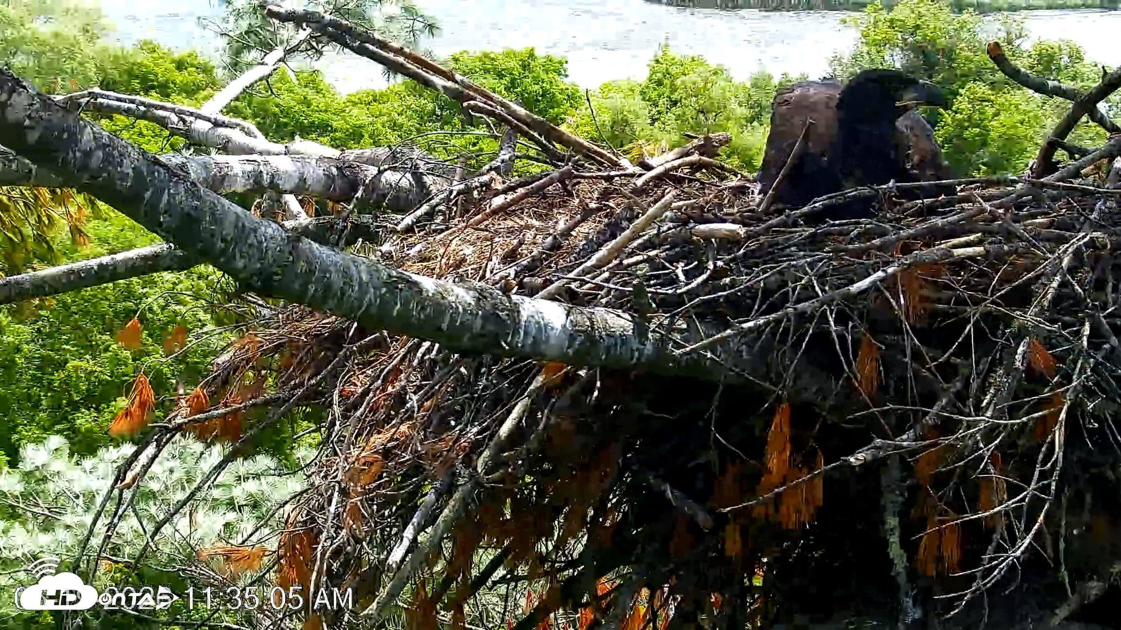 Snapshot of VINS Bald Eagles Nest Live Cams taken Jun 19, 2026, 11:35am EDT