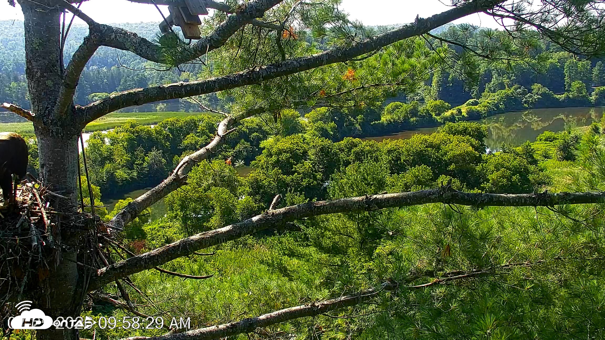 Snapshot of VINS Bald Eagles Nest Live Cams taken Jul 25, 2026, 9:59am EDT