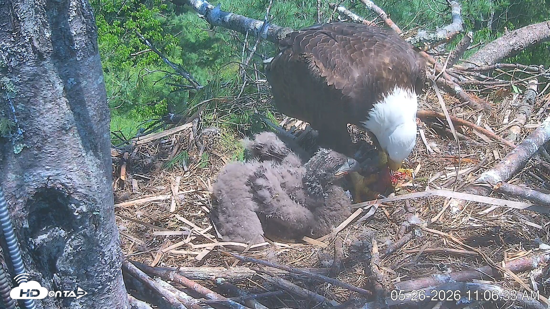 Snapshot of VINS Bald Eagles Nest Live Cams taken May 26, 2026, 11:07am EDT