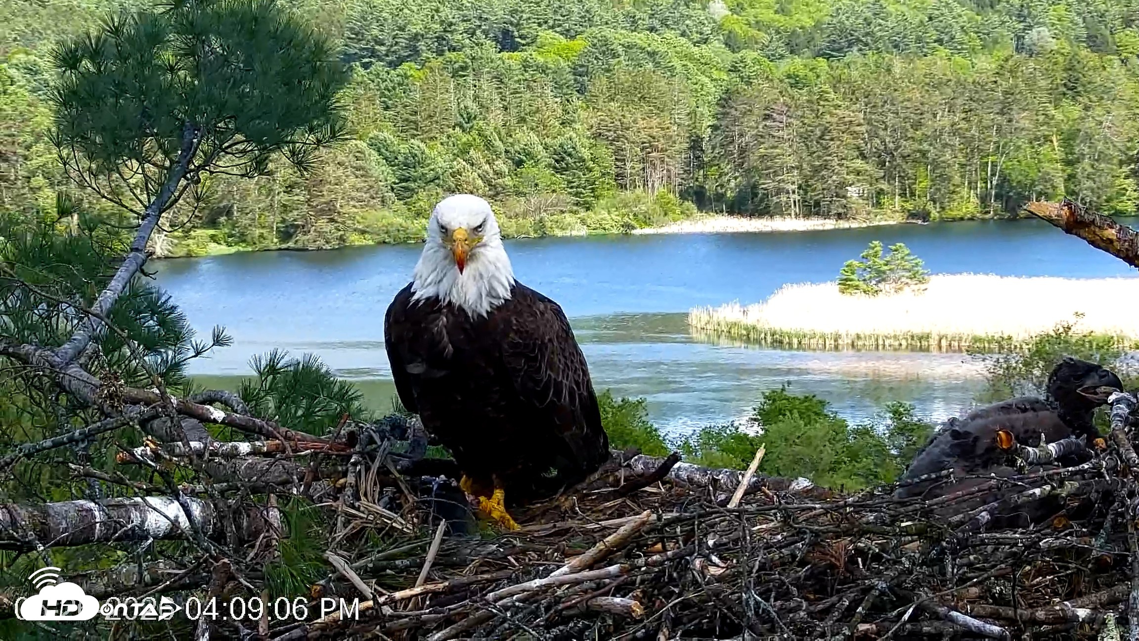Snapshot of VINS Bald Eagles Nest Live Cams taken May 26, 2026, 4:09pm EDT