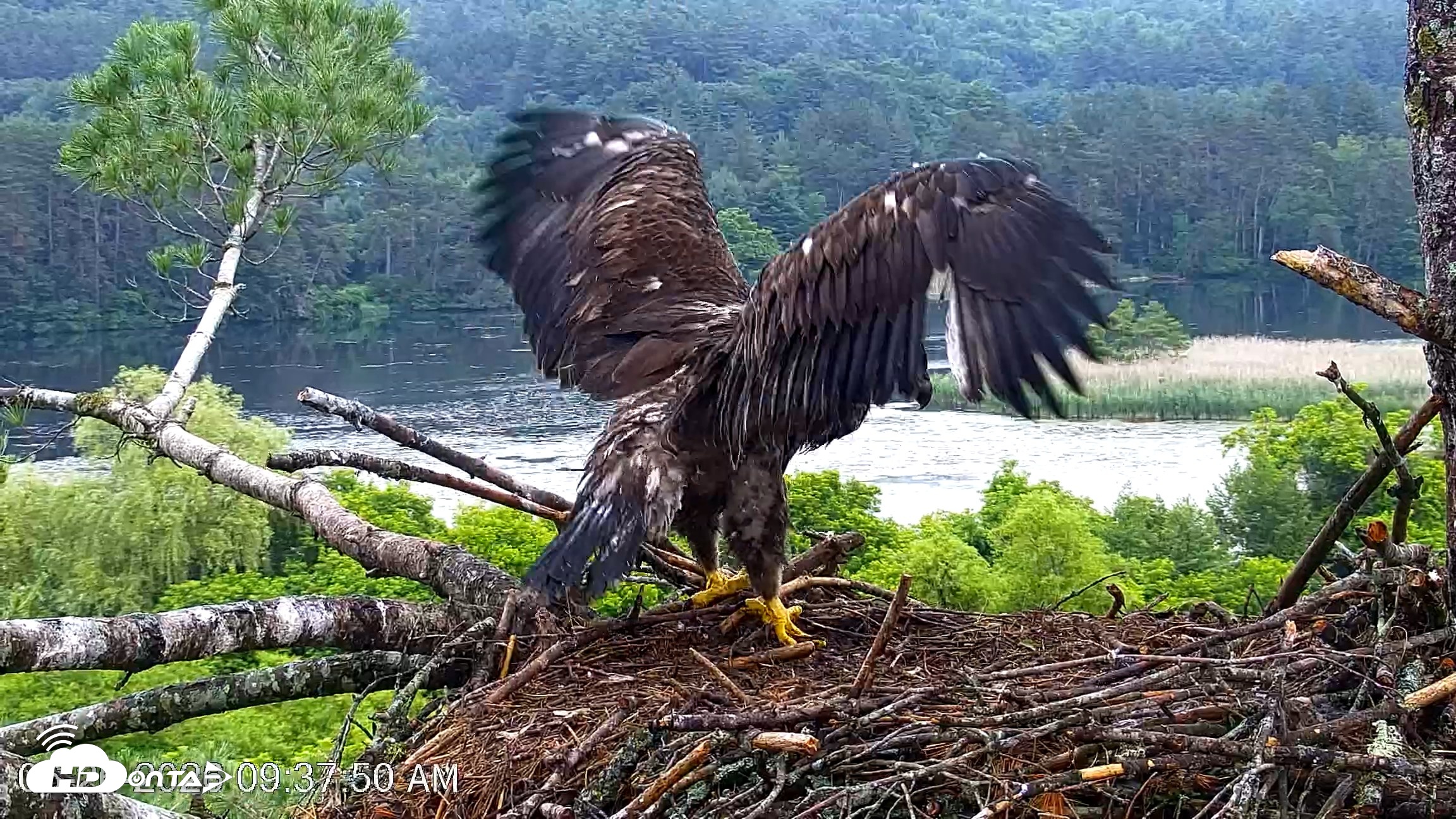 Snapshot of VINS Bald Eagles Nest Live Cams taken Jun 26, 2026, 9:38am EDT