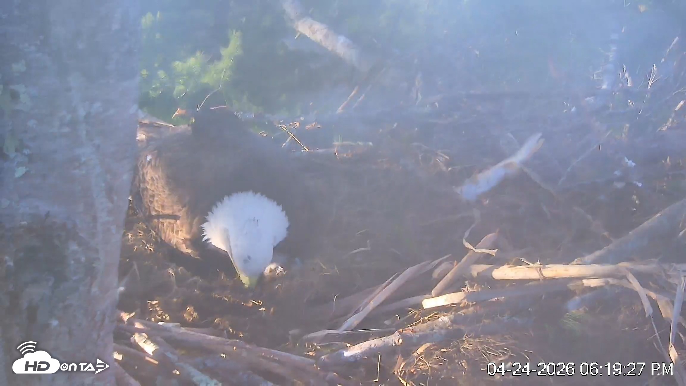 Snapshot of VINS Bald Eagles Nest Live Cams taken Apr 24, 2026, 6:20pm EDT