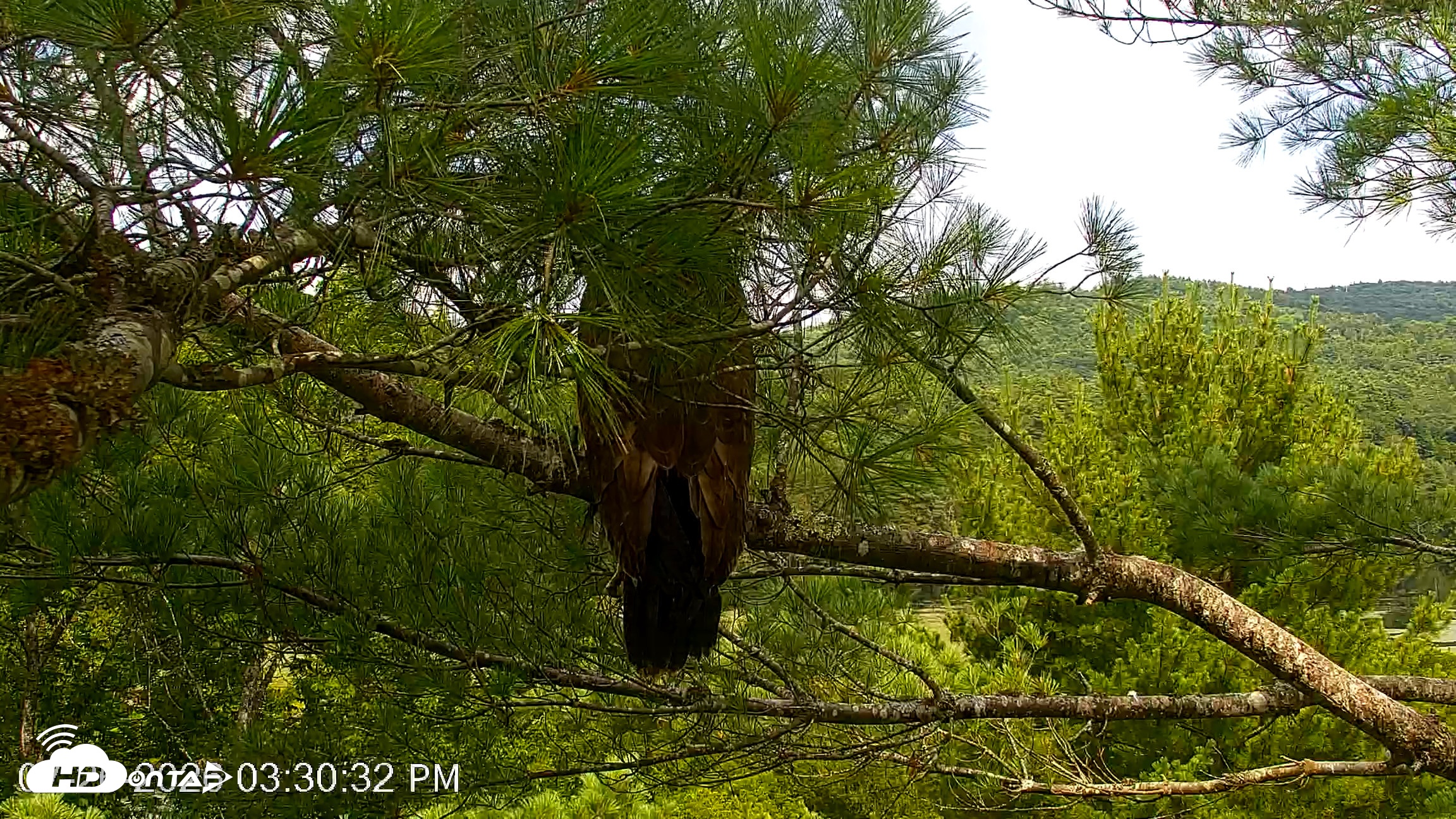 Snapshot of VINS Bald Eagles Nest Live Cams taken Jul 26, 2026, 3:31pm EDT
