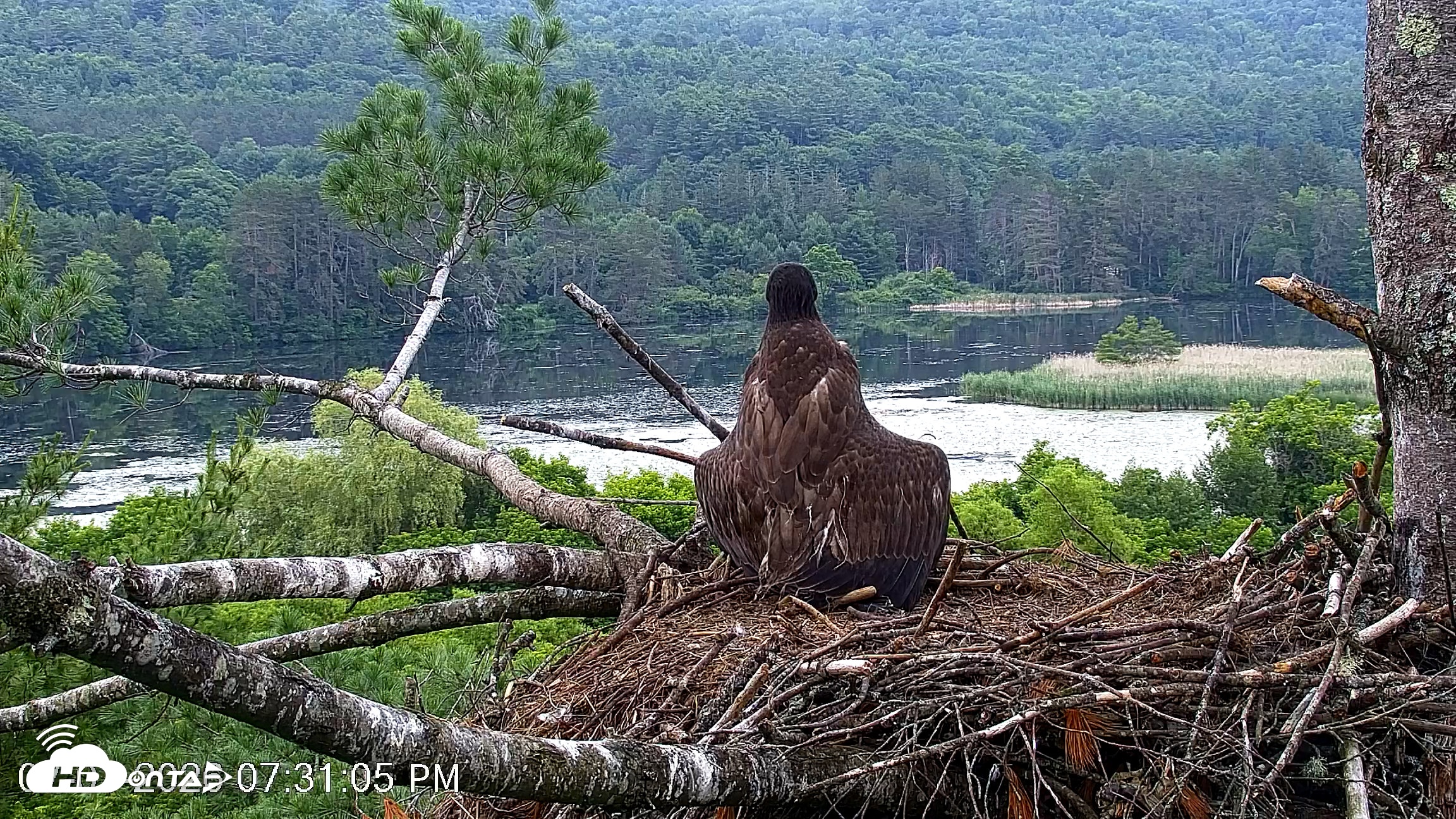 Snapshot of VINS Bald Eagles Nest Live Cams taken Jul 1, 2026, 7:31pm EDT