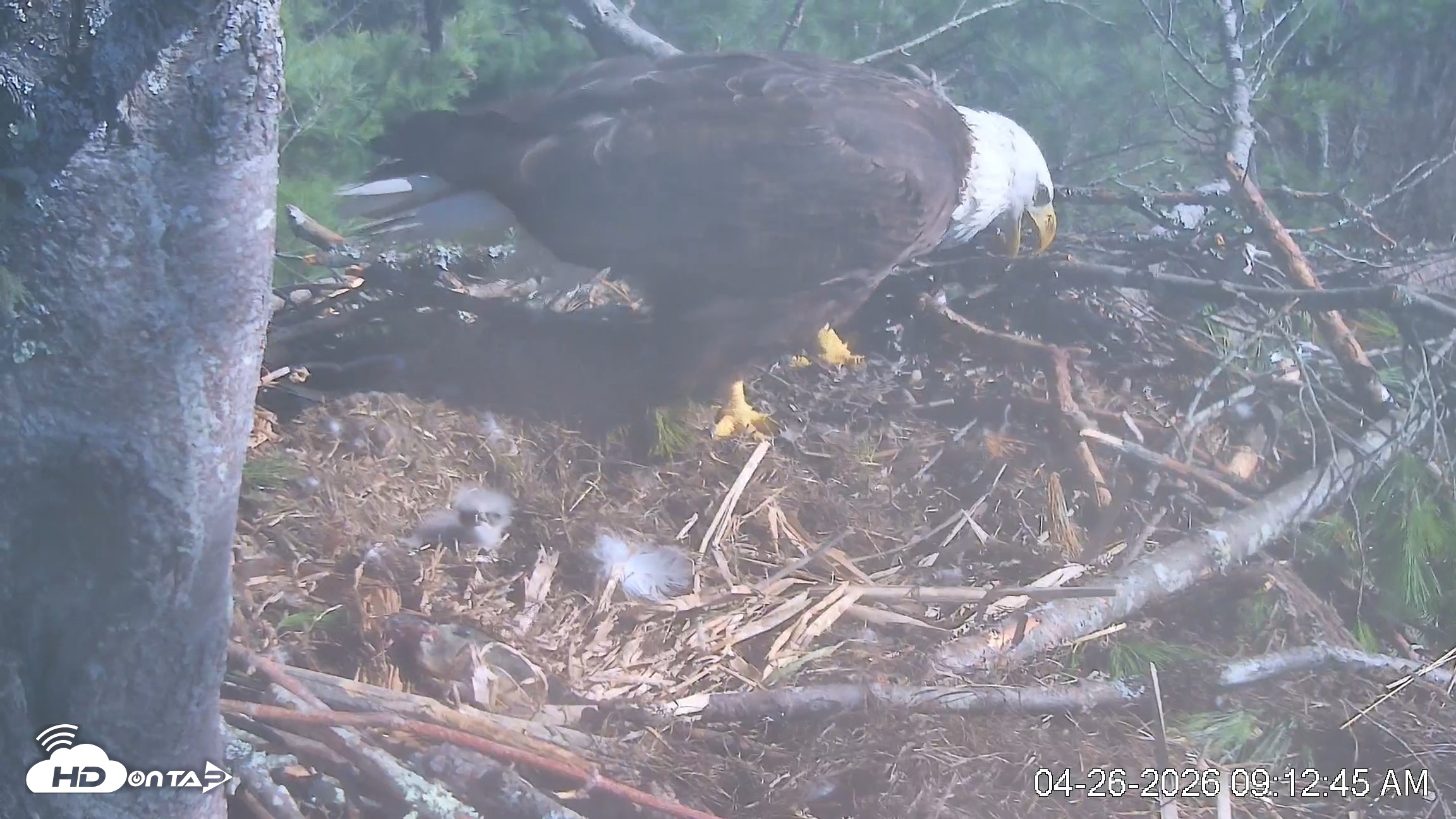 Snapshot of VINS Bald Eagles Nest Live Cams taken Apr 26, 2026, 9:13am EDT