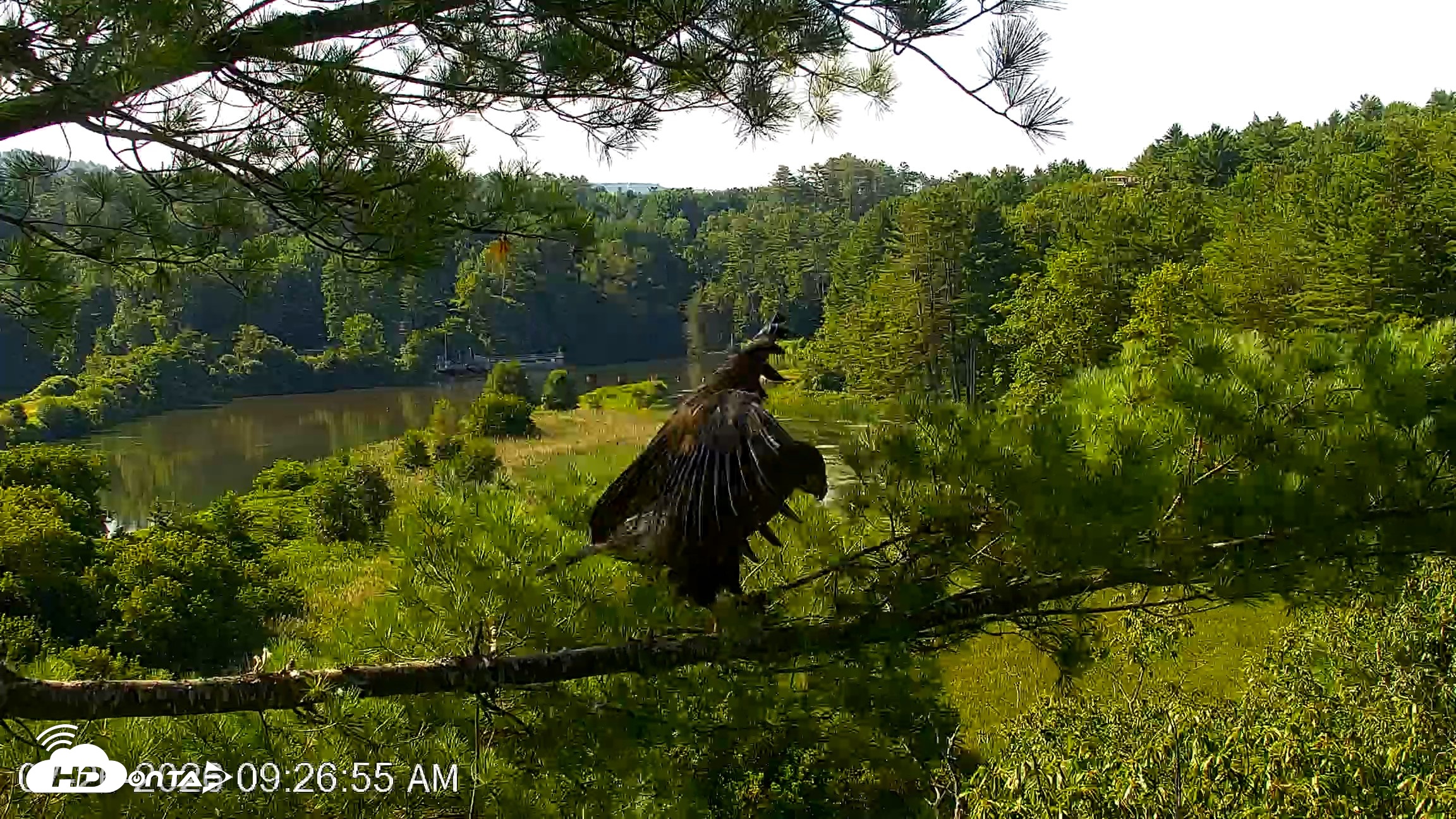 Snapshot of VINS Bald Eagles Nest Live Cams taken Jul 26, 2026, 9:27am EDT