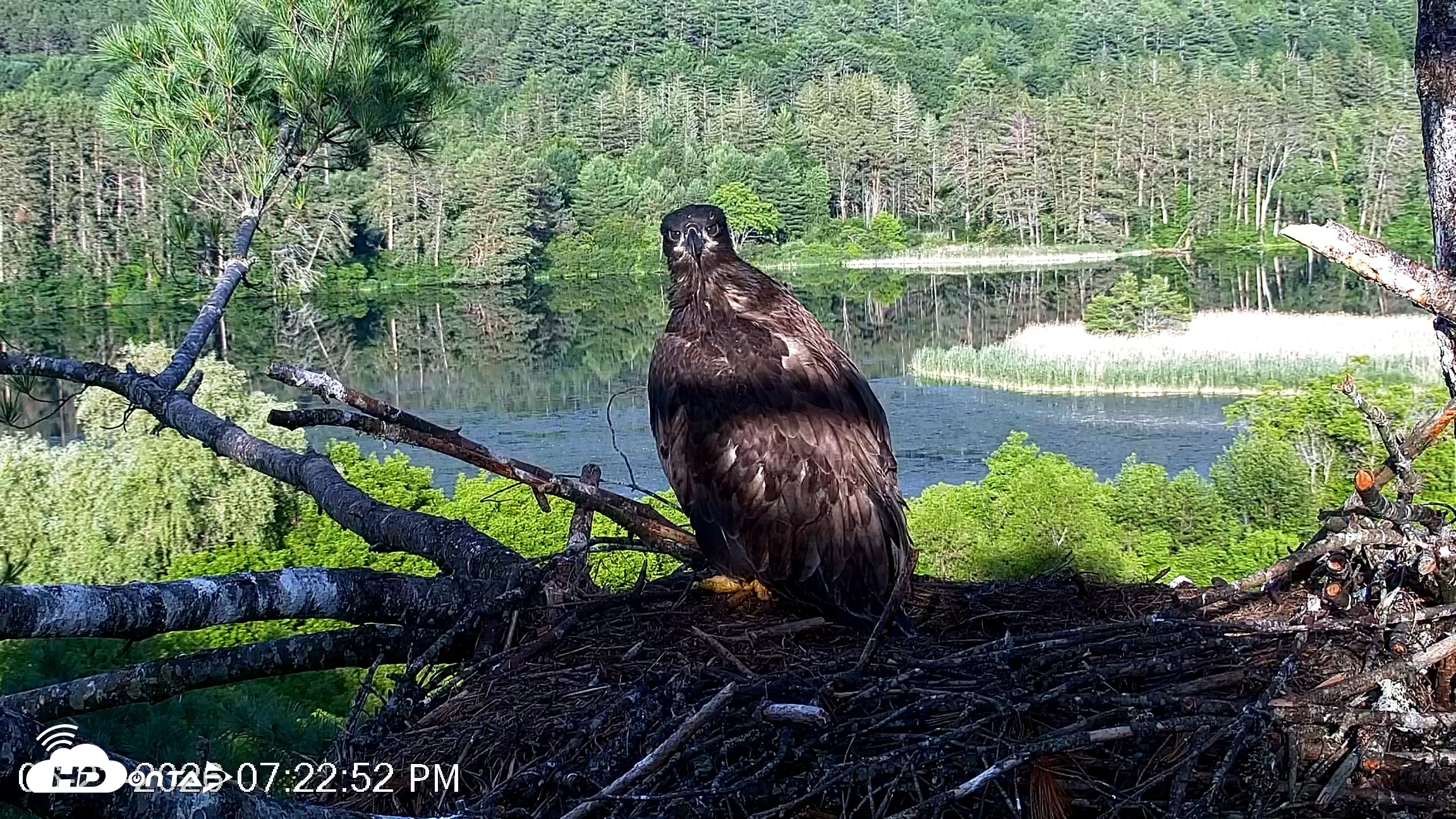Snapshot of VINS Bald Eagles Nest Live Cams taken Jun 23, 2026, 7:23pm EDT