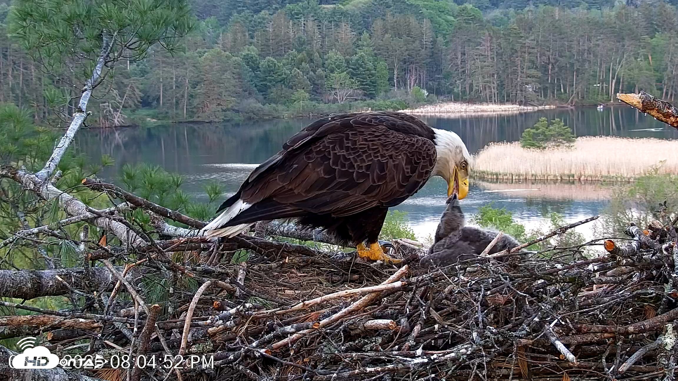 Snapshot of VINS Bald Eagles Nest Live Cams taken May 18, 2026, 8:05pm EDT