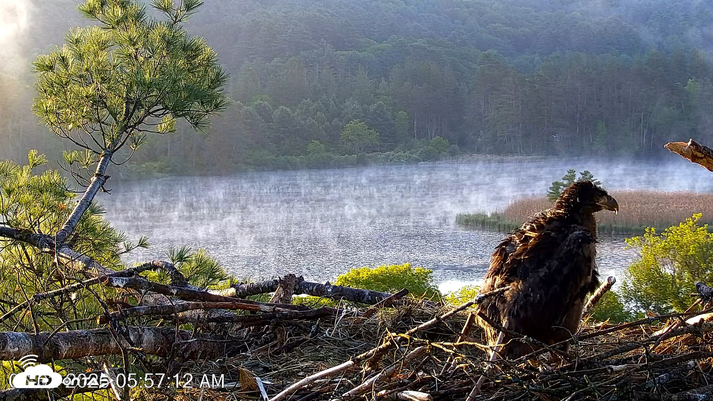 Snapshot of VINS Bald Eagles Nest Live Cams taken Jun 2, 2026, 5:58am EDT