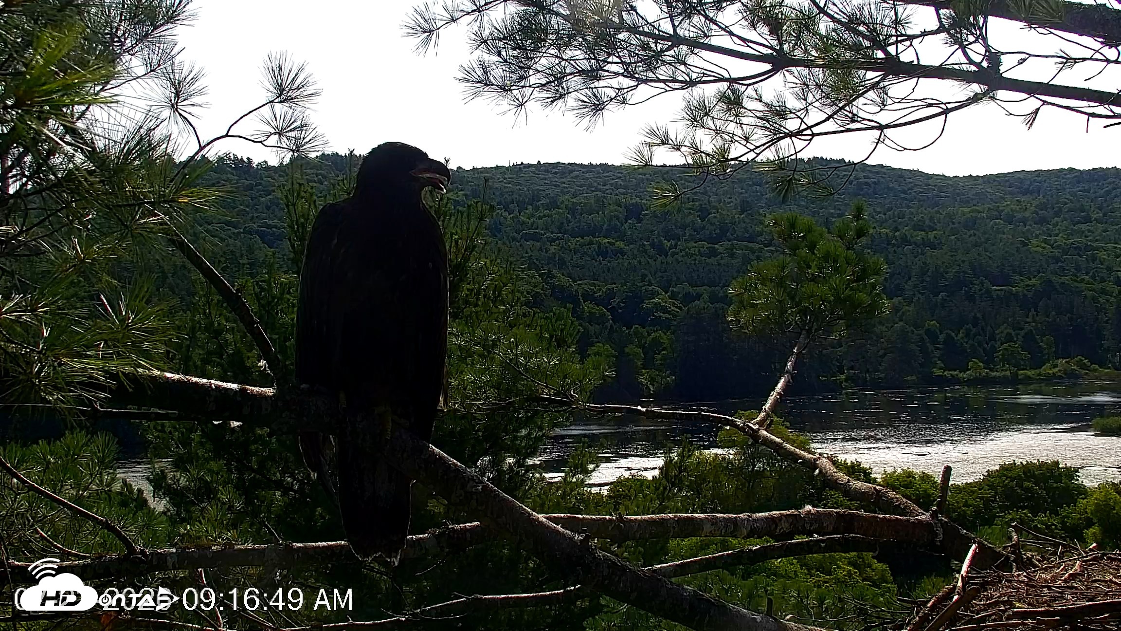 Snapshot of VINS Bald Eagles Nest Live Cams taken Jul 23, 2026, 9:17am EDT