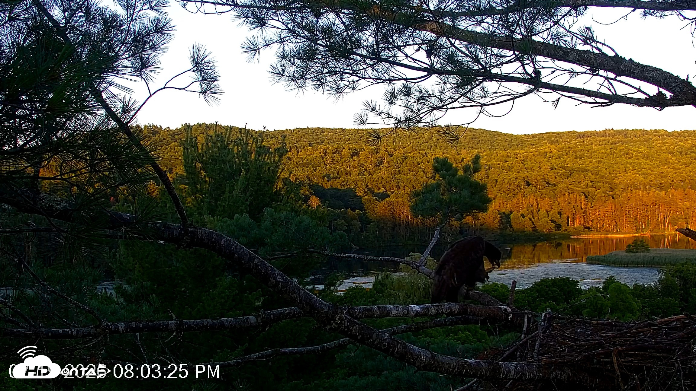 Snapshot of VINS Bald Eagles Nest Live Cams taken Jul 19, 2026, 8:04pm EDT