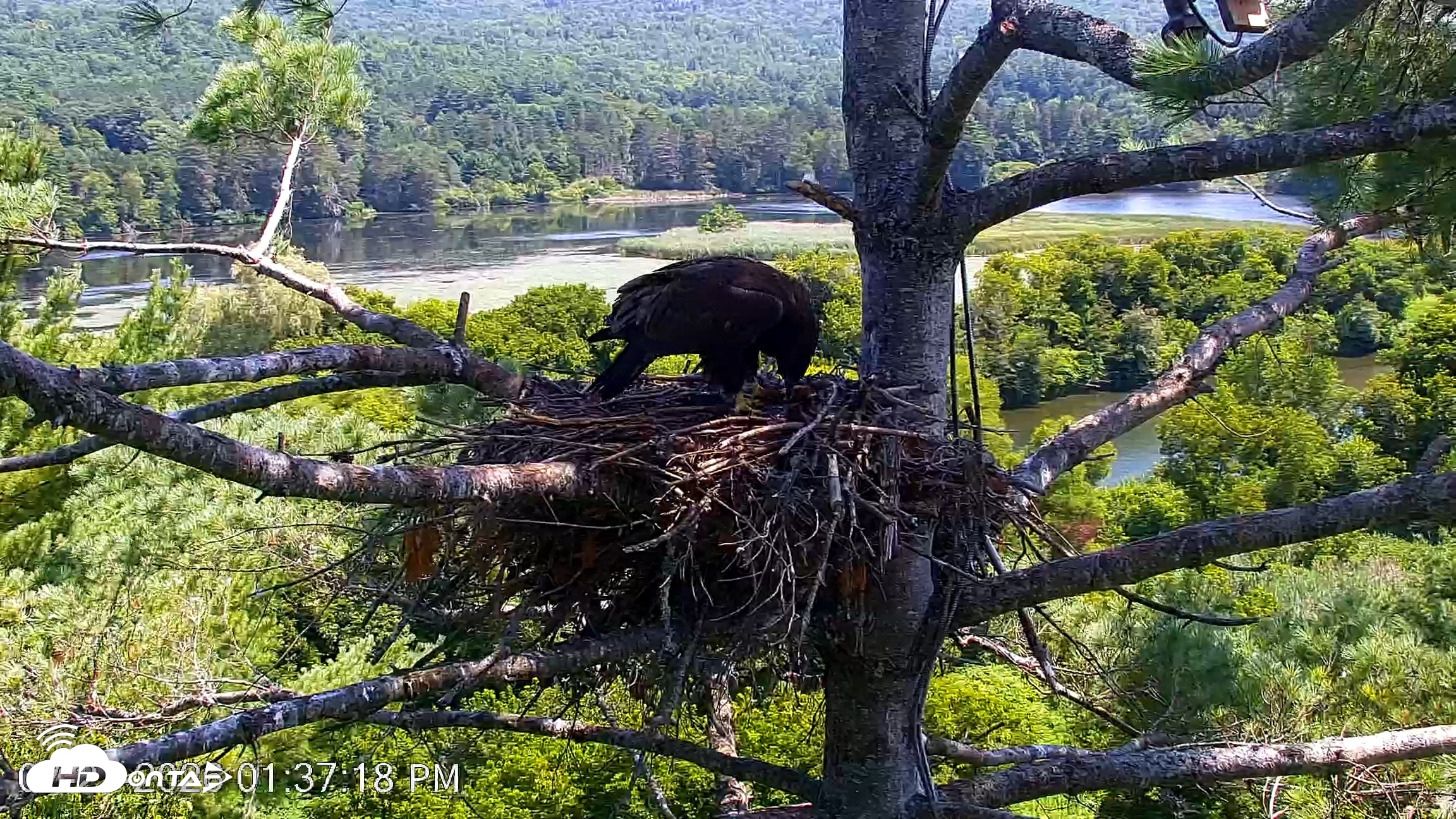 Snapshot of VINS Bald Eagles Nest Live Cams taken Jul 27, 2026, 1:38pm EDT