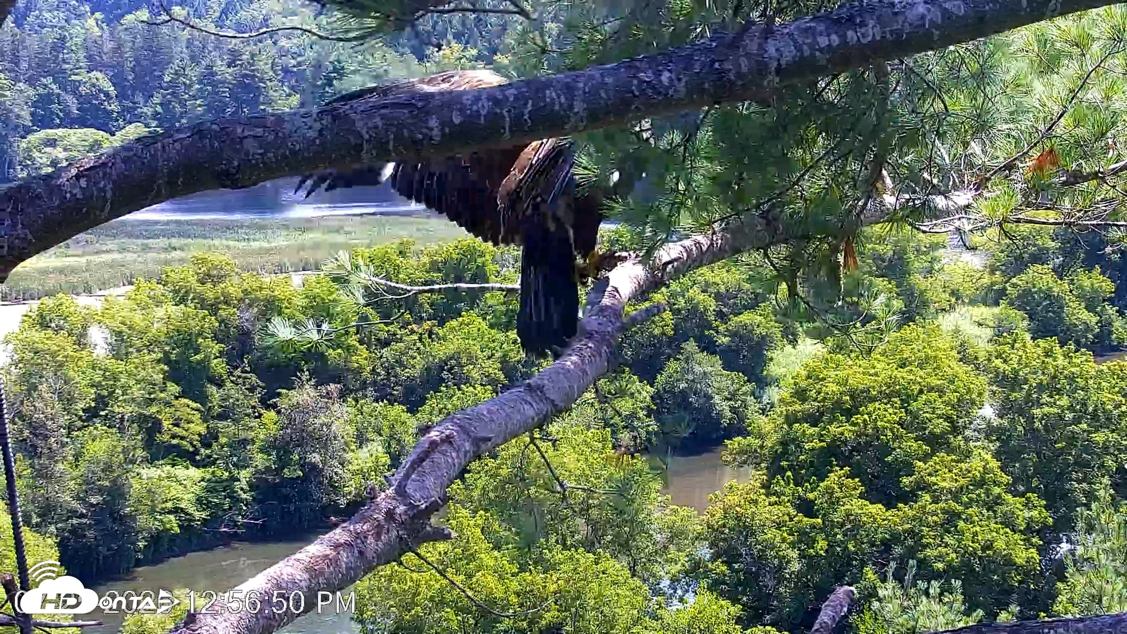 Snapshot of VINS Bald Eagles Nest Live Cams taken Jul 25, 2026, 12:57pm EDT