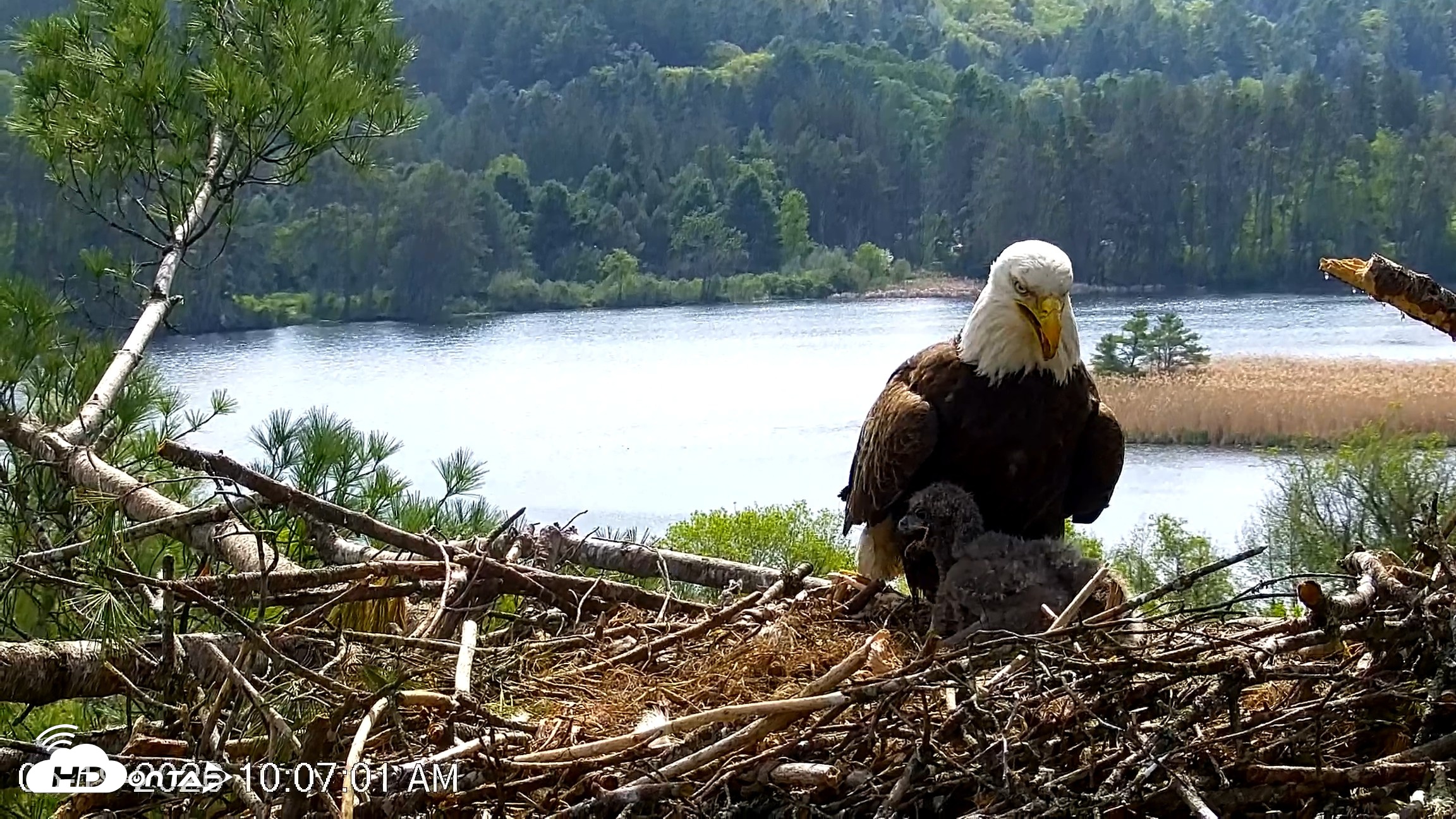 Snapshot of VINS Bald Eagles Nest Live Cams taken May 19, 2026, 10:07am EDT