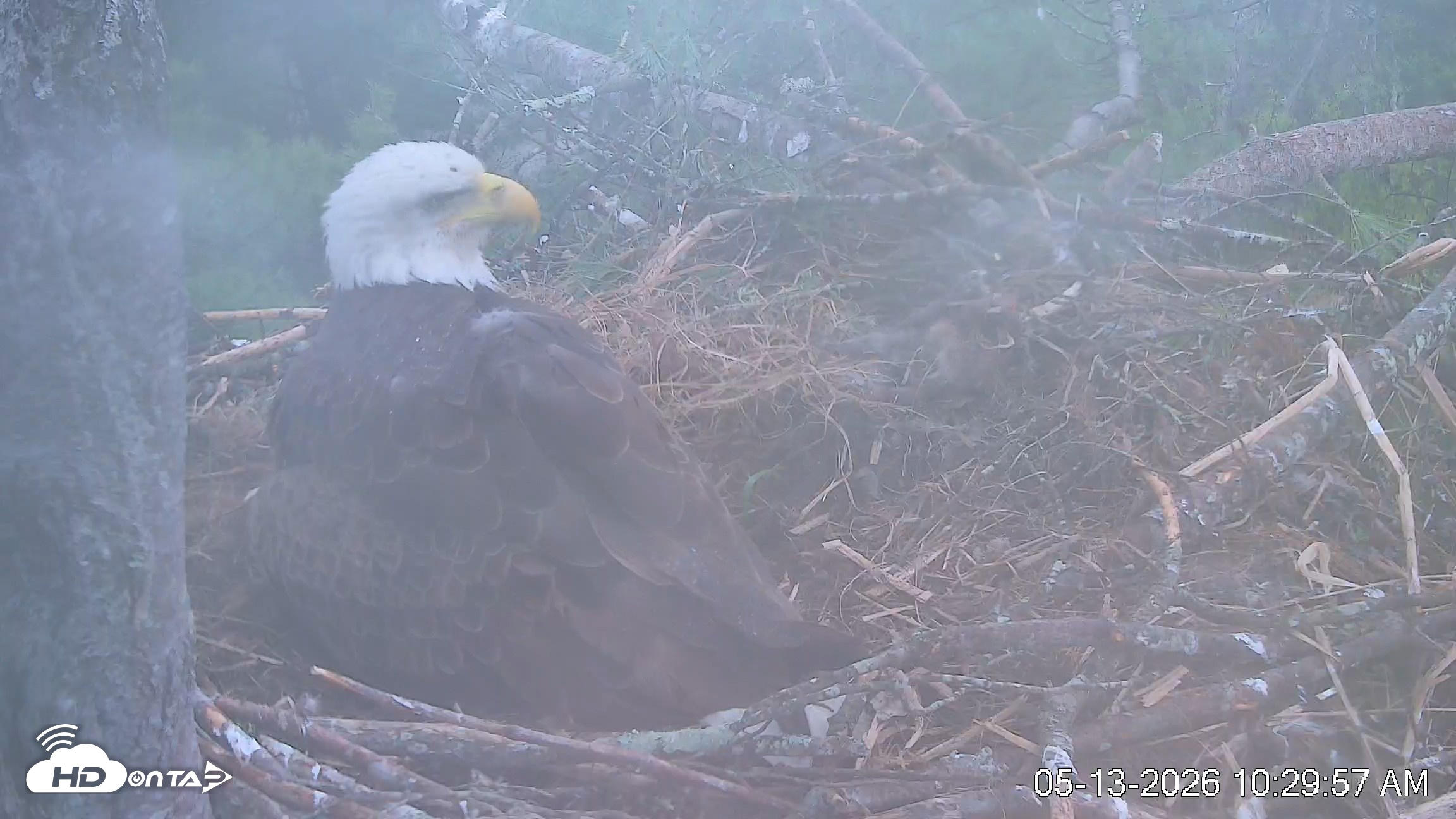 Snapshot of VINS Bald Eagles Nest Live Cams taken May 13, 2026, 10:30am EDT
