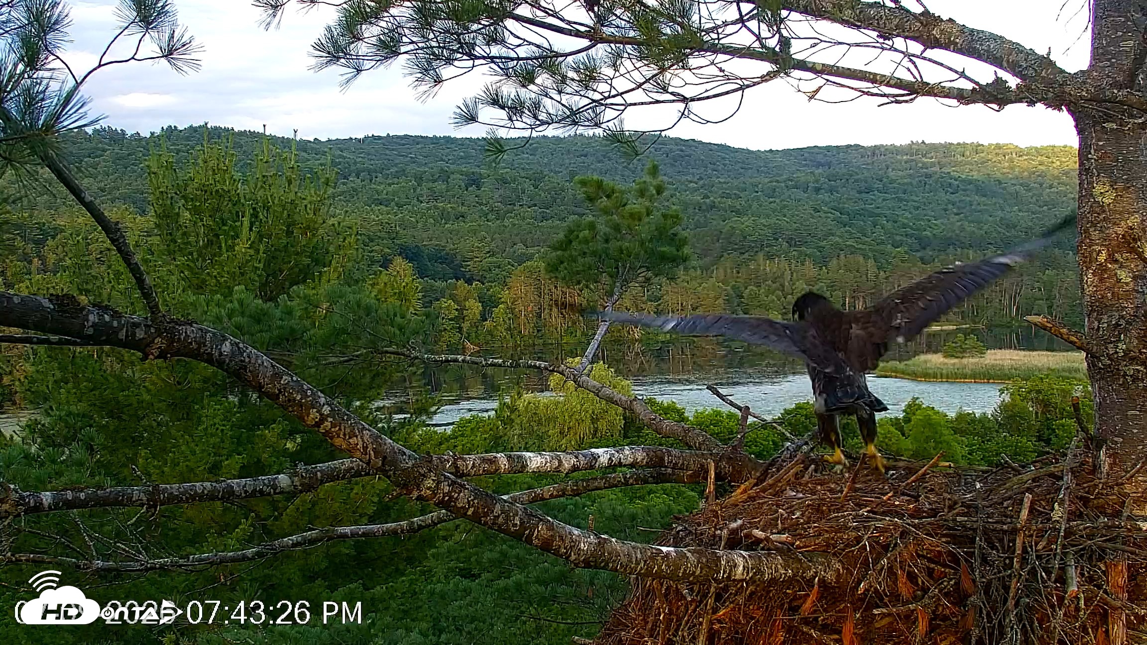 Snapshot of VINS Bald Eagles Nest Live Cams taken Jul 9, 2026, 7:44pm EDT