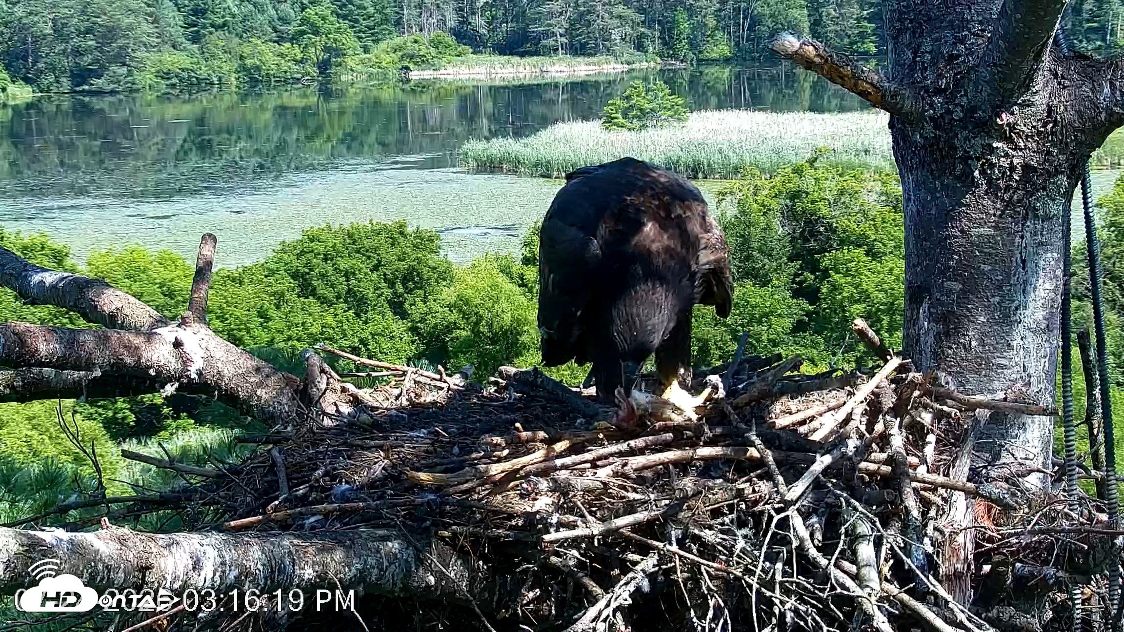 Snapshot of VINS Bald Eagles Nest Live Cams taken Jul 24, 2026, 3:17pm EDT