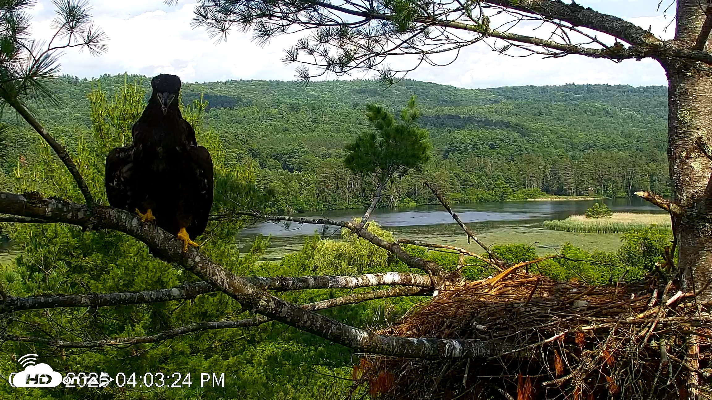 Snapshot of VINS Bald Eagles Nest Live Cams taken Jul 3, 2026, 4:04pm EDT