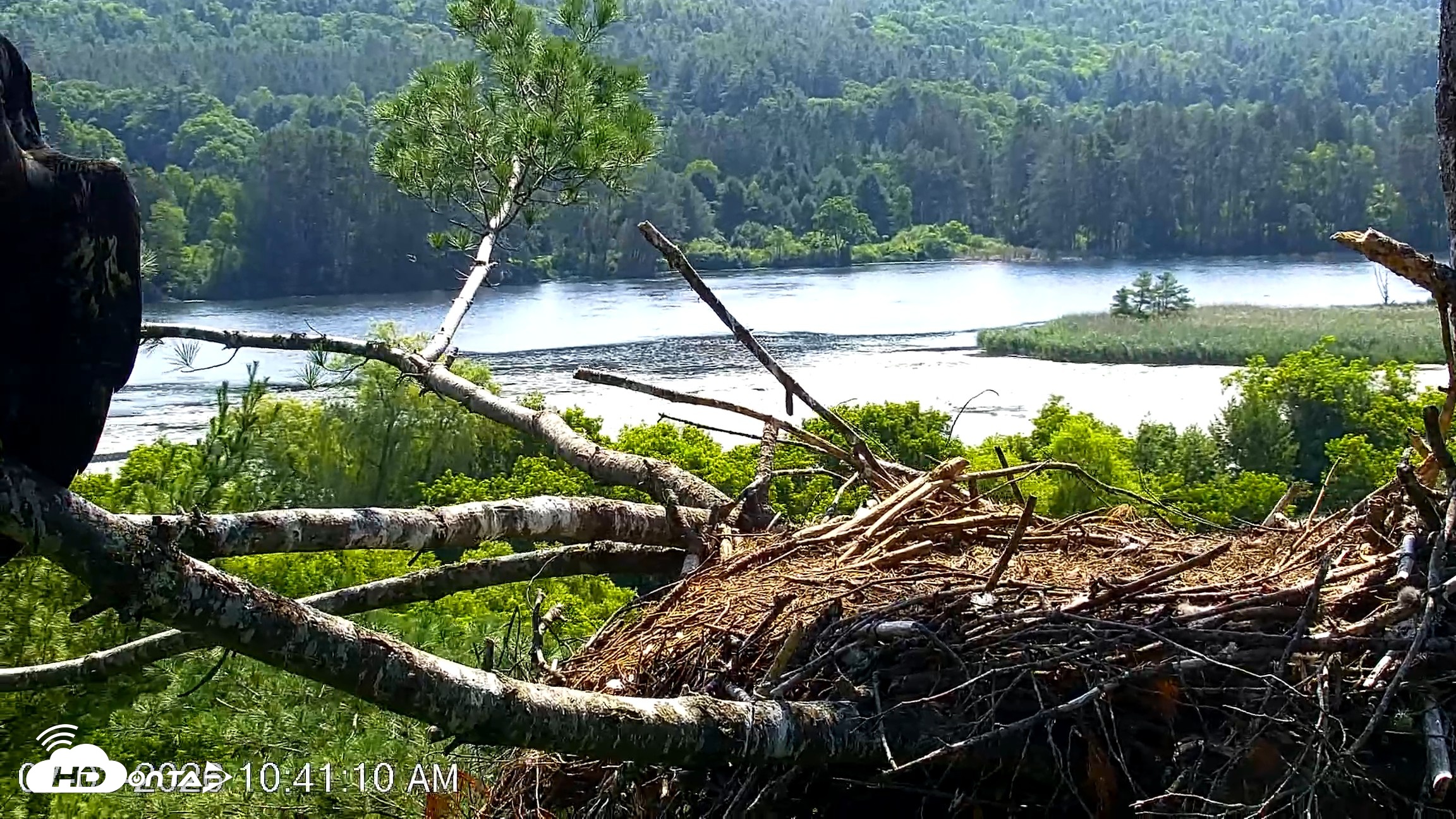 Snapshot of VINS Bald Eagles Nest Live Cams taken Jul 3, 2026, 10:42am EDT