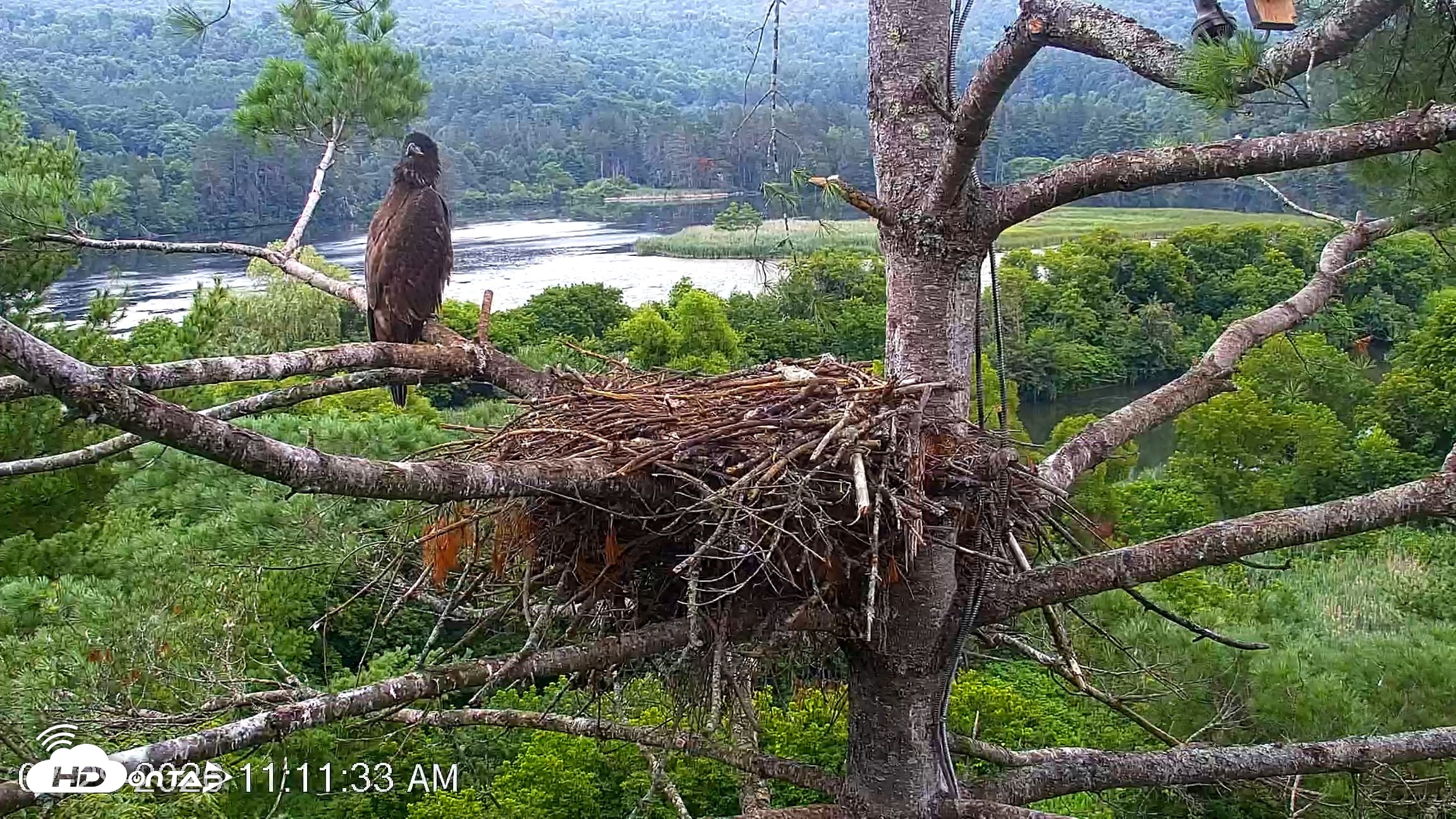 Snapshot of VINS Bald Eagles Nest Live Cams taken Jul 29, 2026, 11:12am EDT