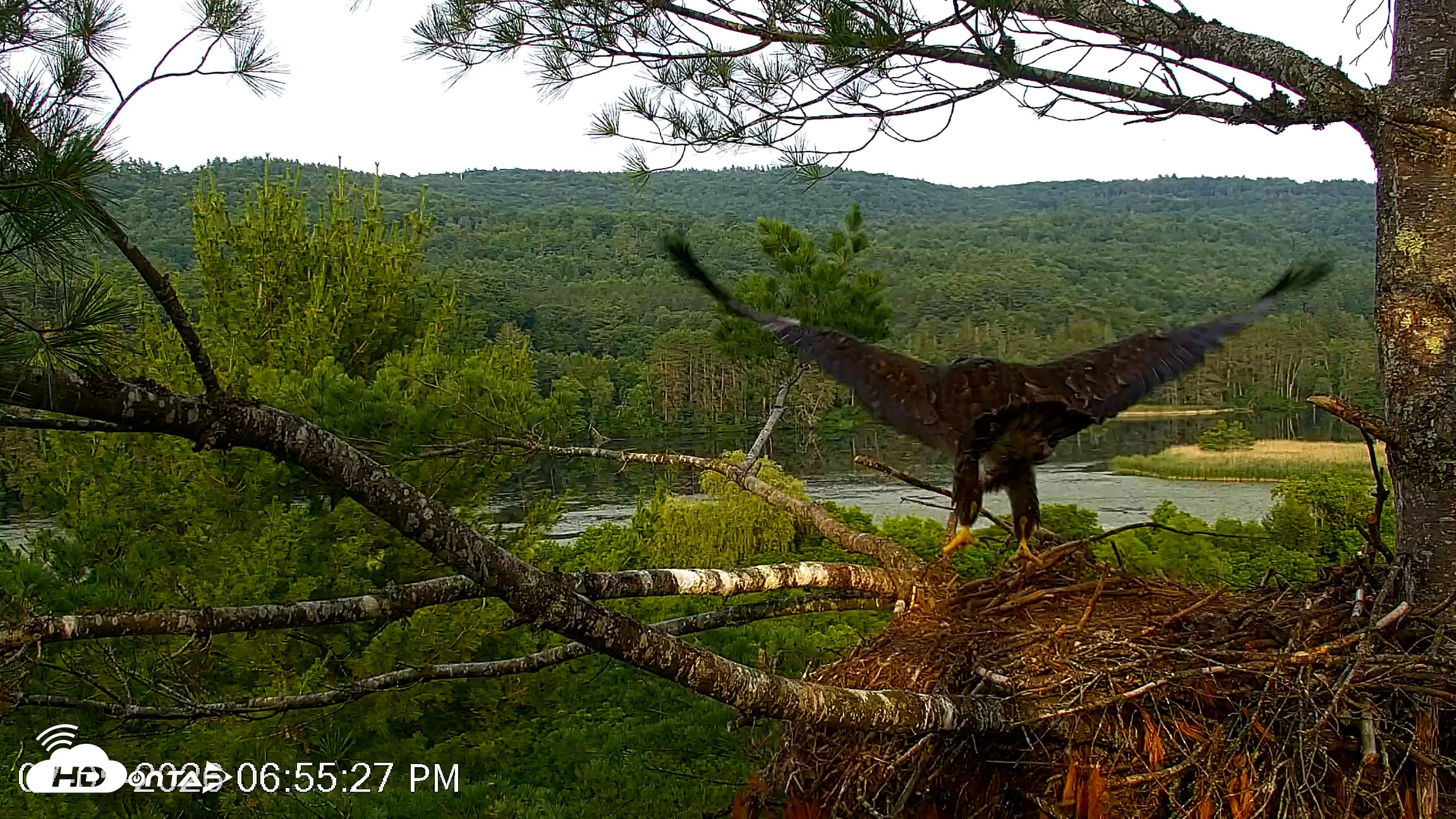 Snapshot of VINS Bald Eagles Nest Live Cams taken Jul 5, 2026, 6:56pm EDT