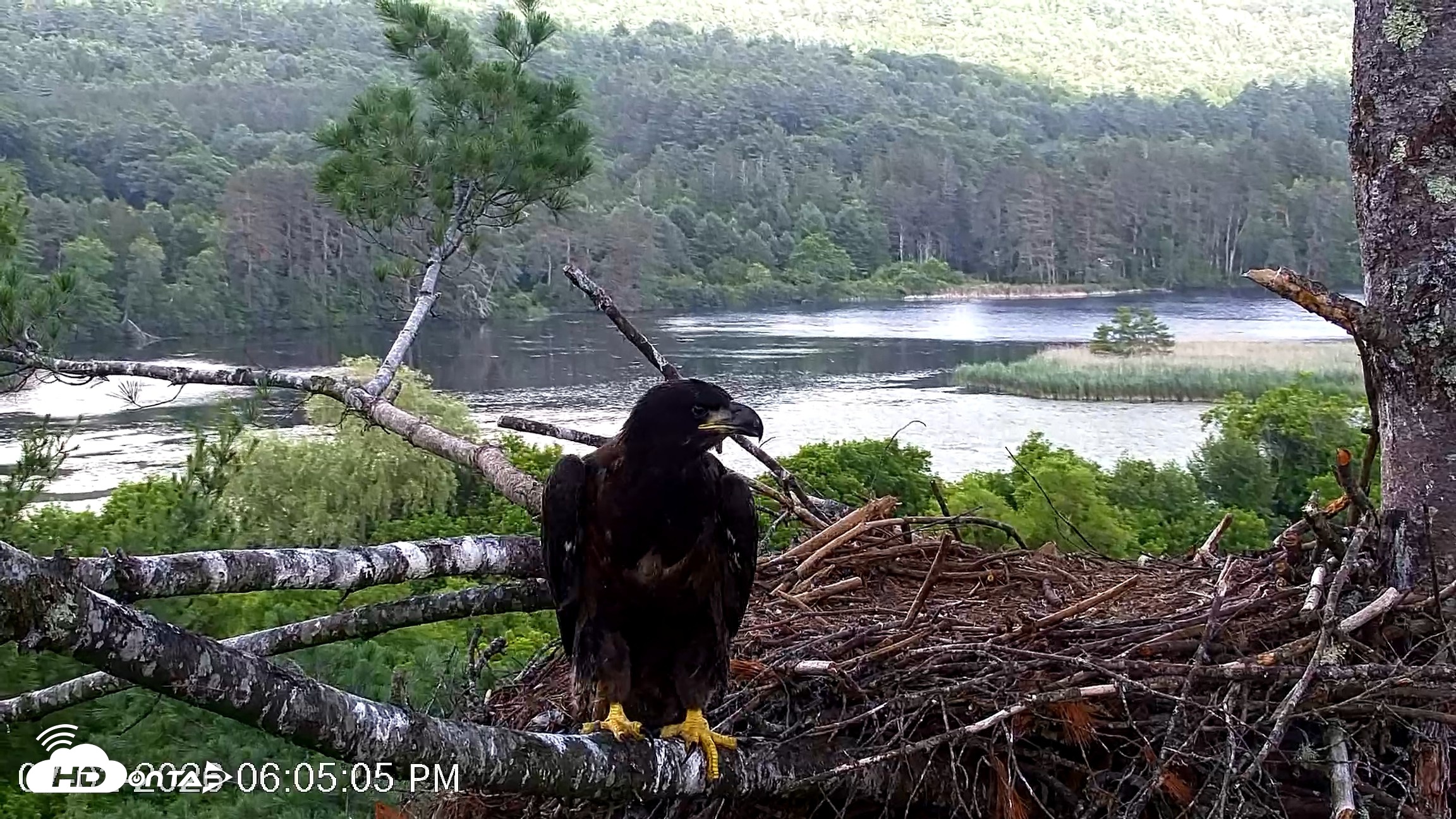 Snapshot of VINS Bald Eagles Nest Live Cams taken Jul 2, 2026, 6:05pm EDT