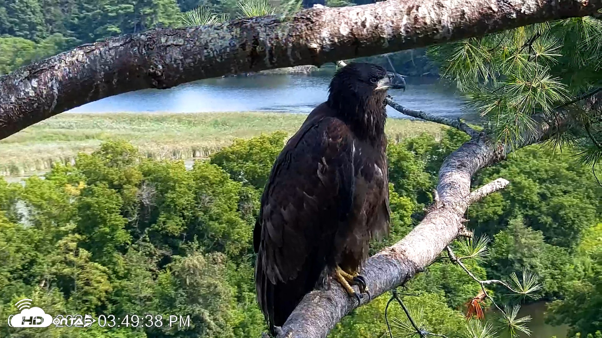 Snapshot of VINS Bald Eagles Nest Live Cams taken Aug 10, 2026, 3:50pm EDT