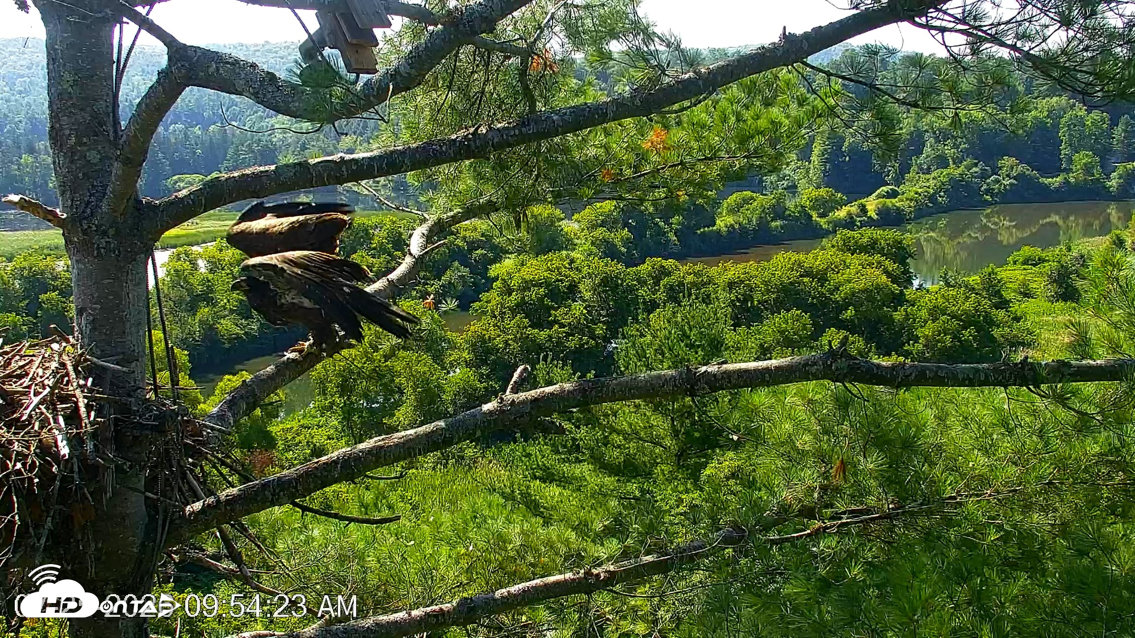Snapshot of VINS Bald Eagles Nest Live Cams taken Jul 25, 2026, 9:57am EDT